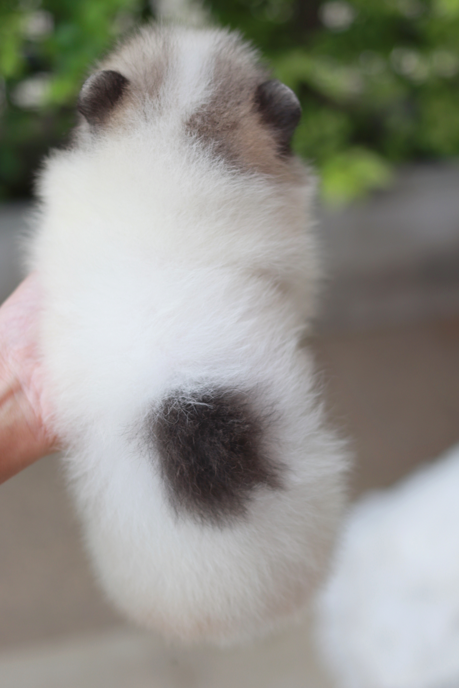 ปอมเมอเรเนียน เพศเมียแฟนซี