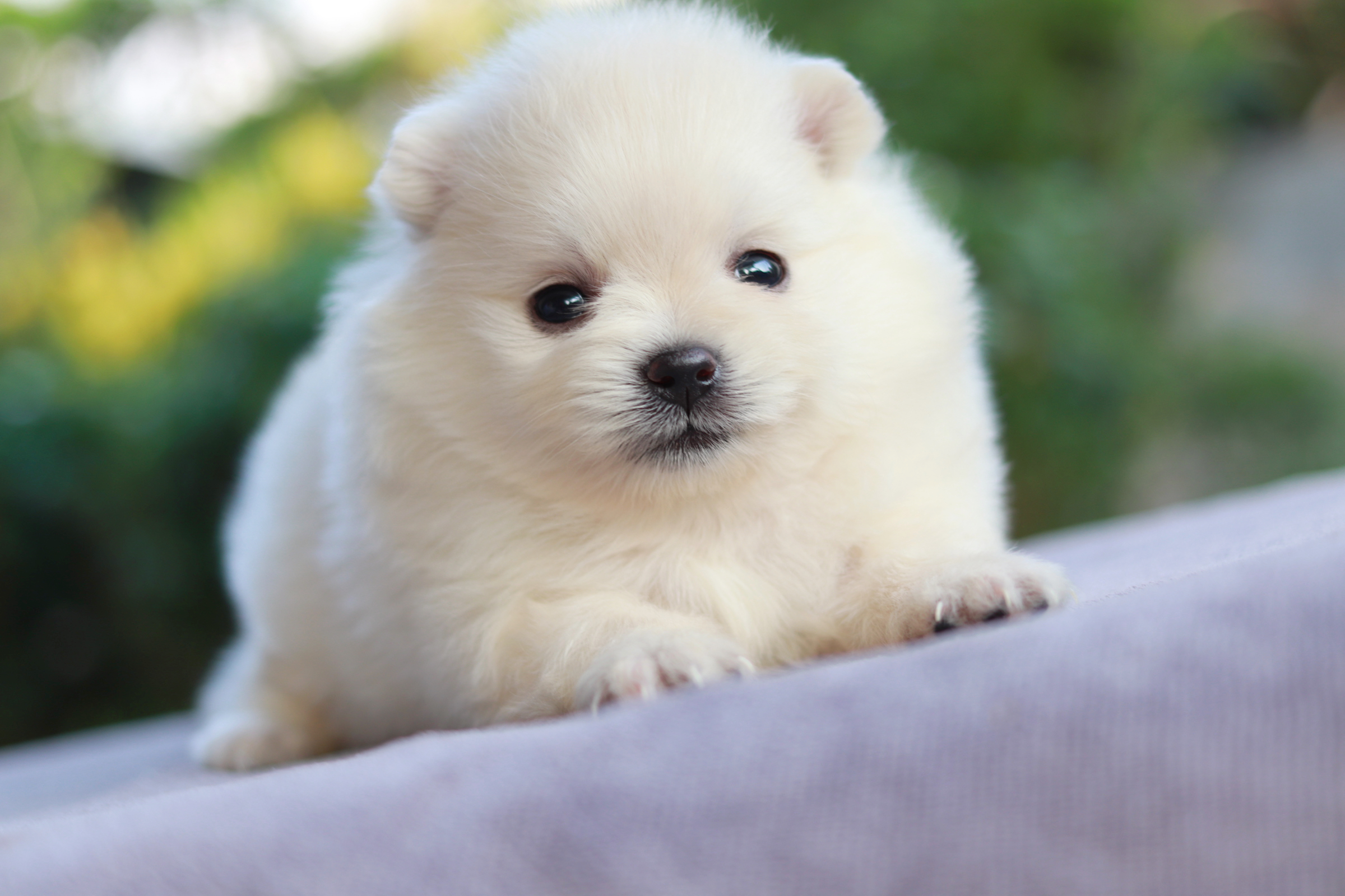 ปอมเมอเรเนียน เพศเมีย