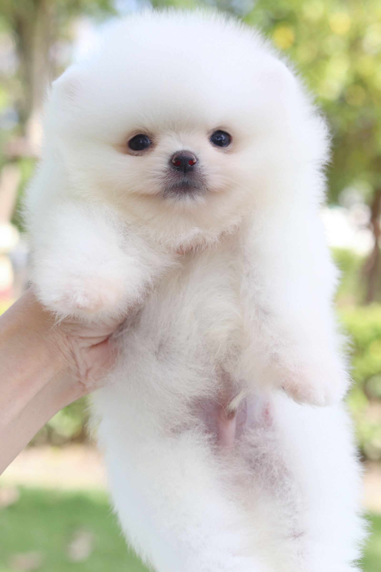 ปอมเมอเรเนียน เพศผู้สีขาวครีม เกรดโชว์