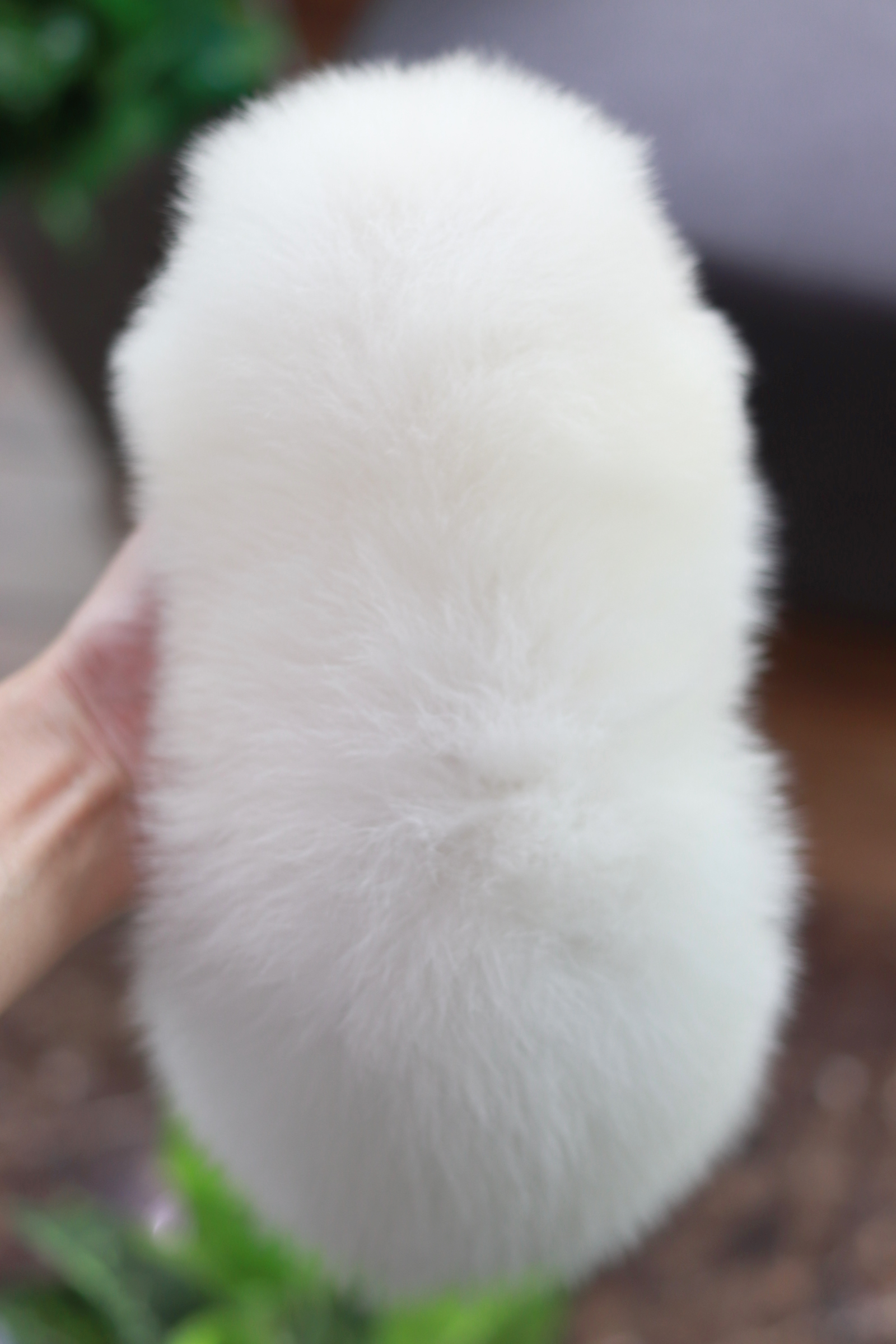 ปอมเมอเรเนียน เพศเมีย