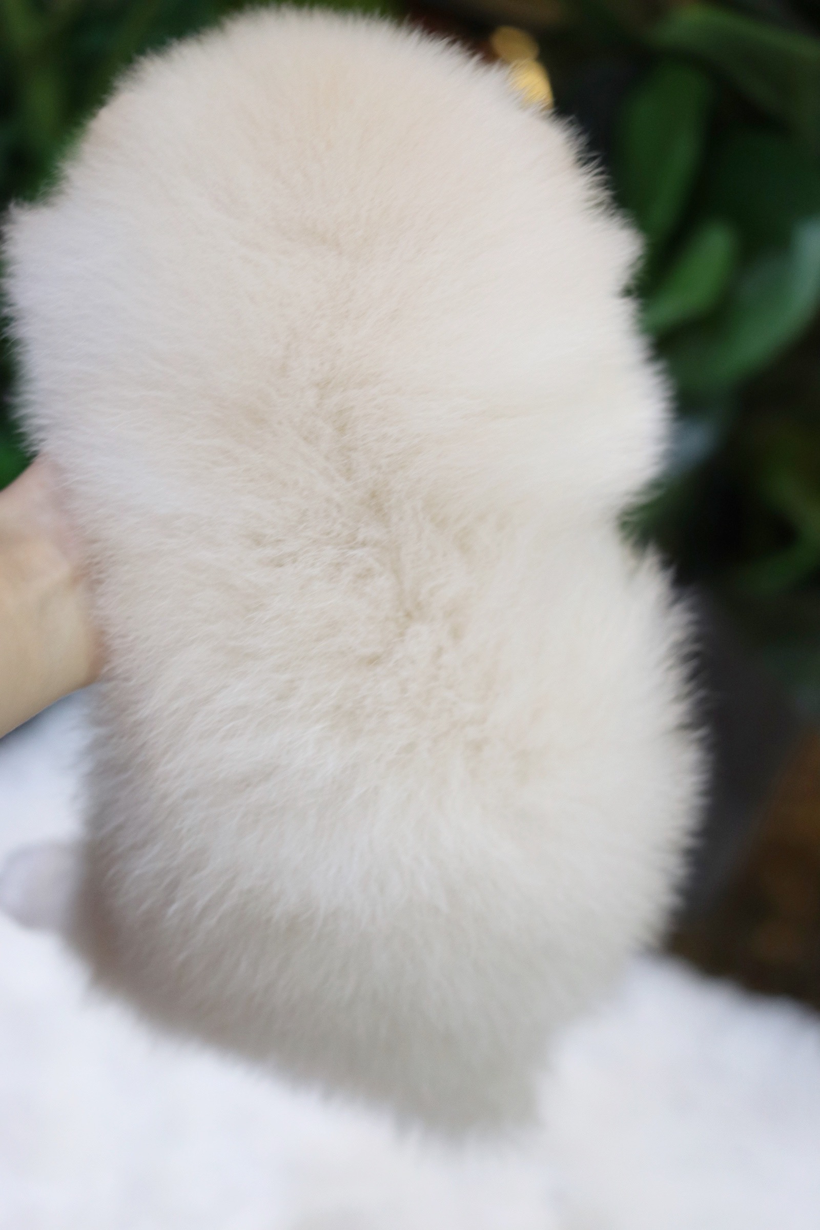 ปอมเมอเรเนียน เพศผู้ขาวครีม