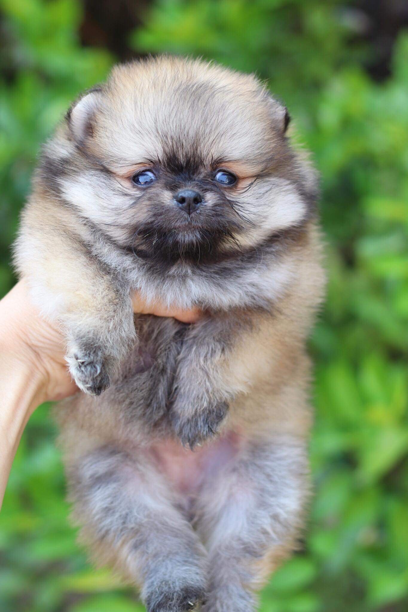 ปอมเมอเรเนียน เพศเมีย