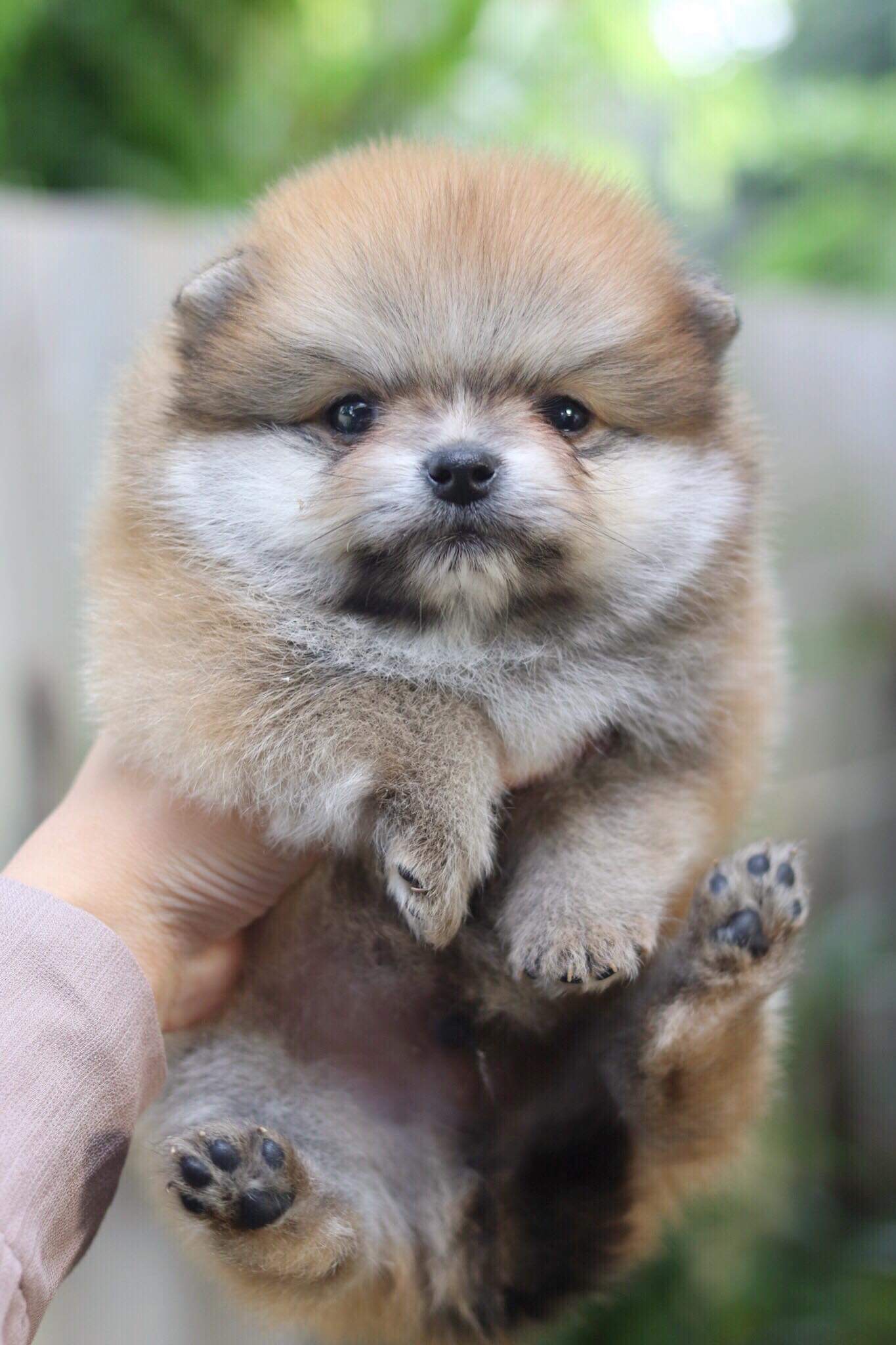 ปอมเมอเรเนียน เพศผู้