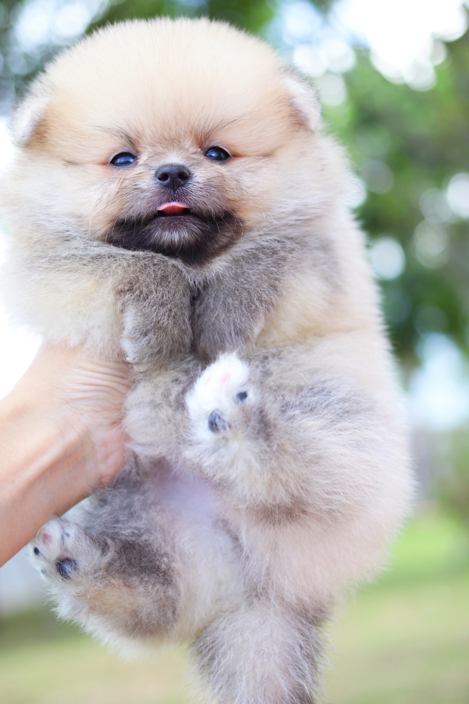 ปอมเมอเรเนียน เพศผู้สีส้ม