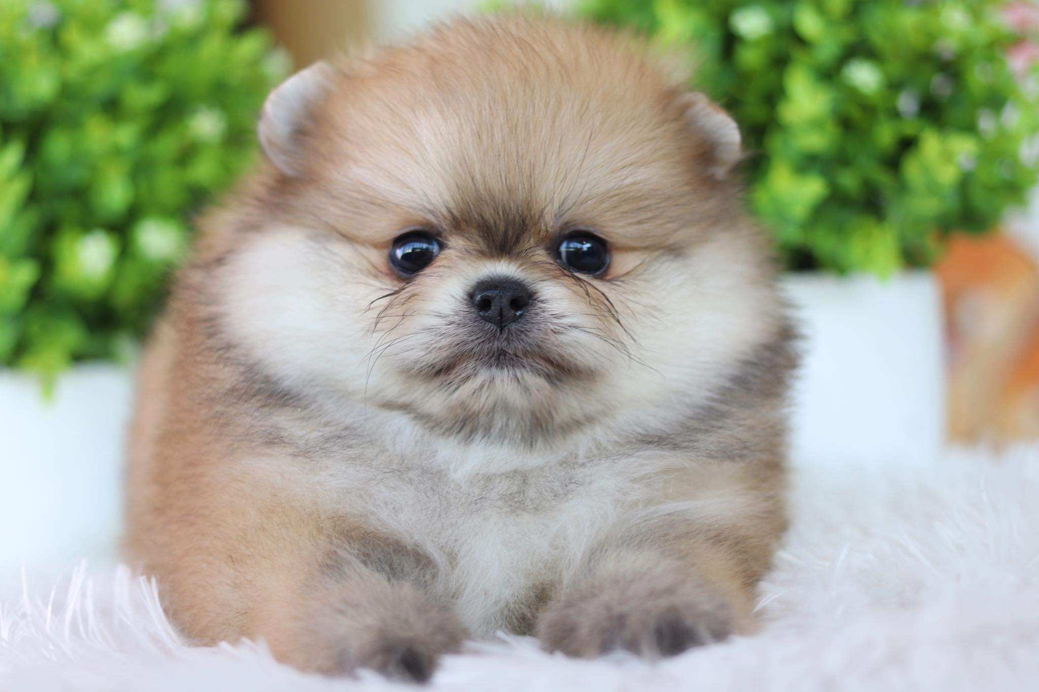 ปอมเมอเรเนียน เพศผู้