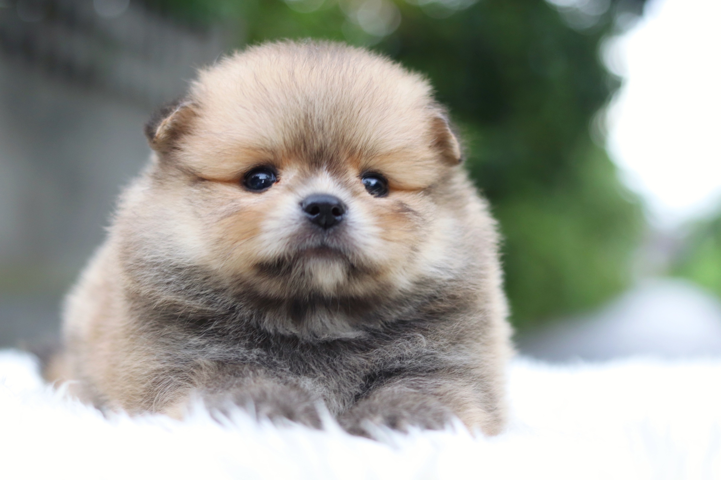 ปอมเมอเรเนียน เพศเมียสีส้ม