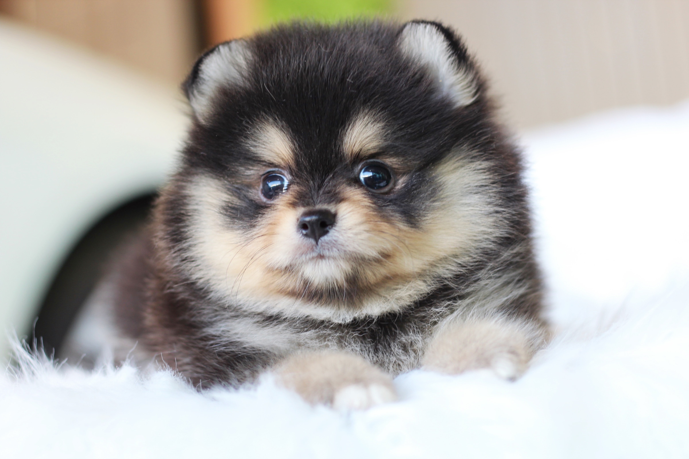 ปอมเมอเรเนียน เพศผู้ สีแบล็คแทน