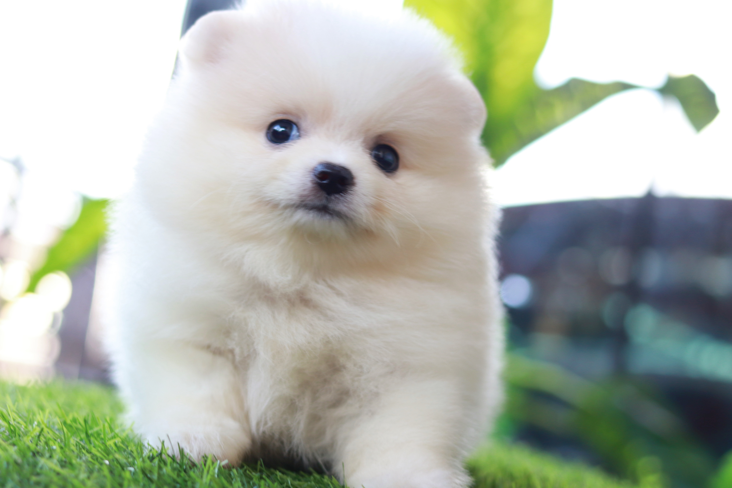 ปอมเมอเรเนียน เพศเมีย ขาวครีม