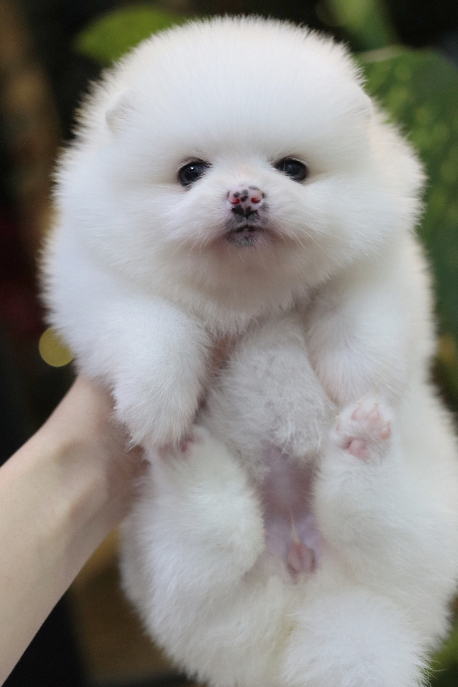 ปอมเมอเรเนียน เพศเมียสีขาว