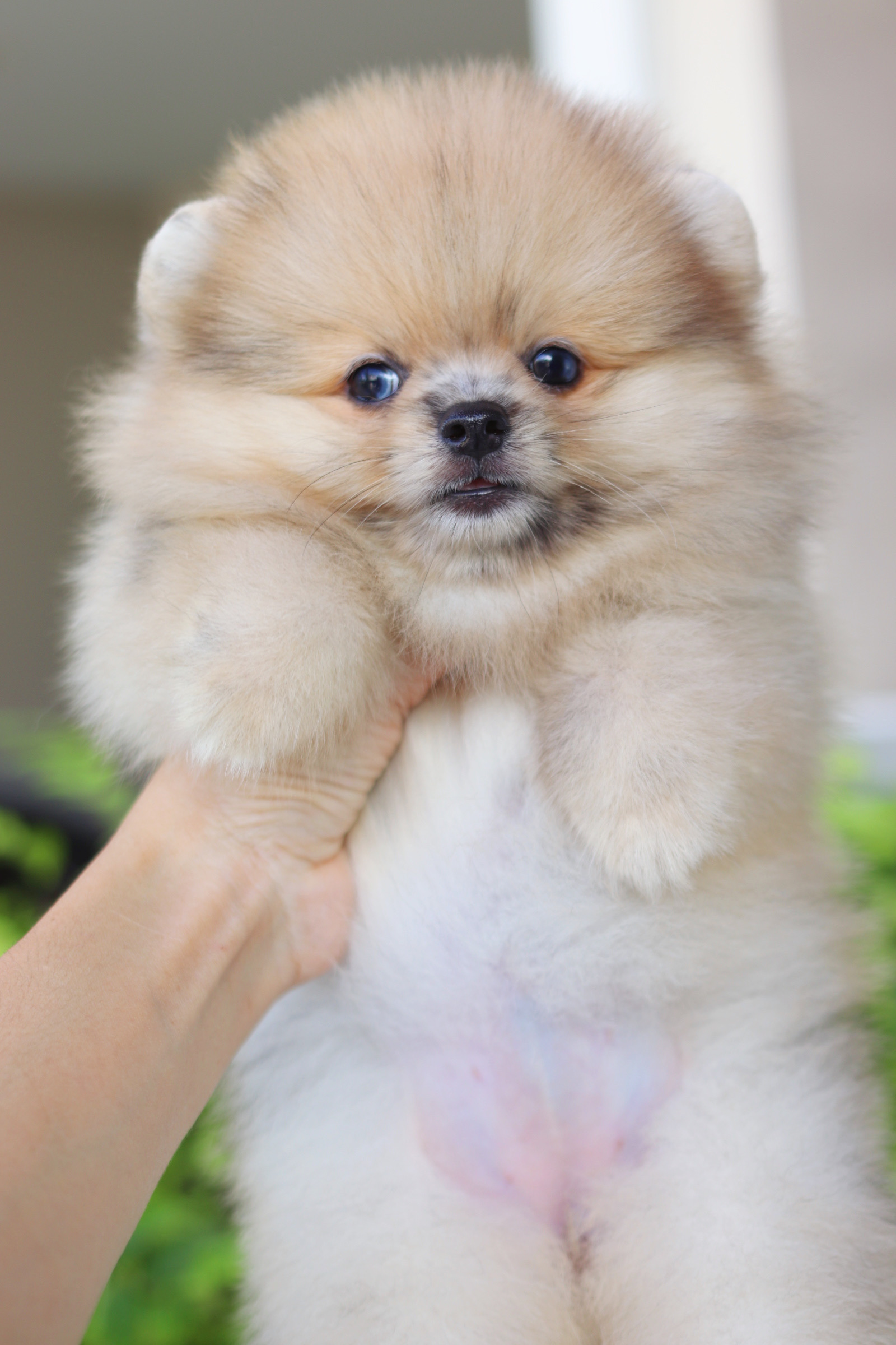 ปอมเมอเรเนียน เพศเมียสีส้ม