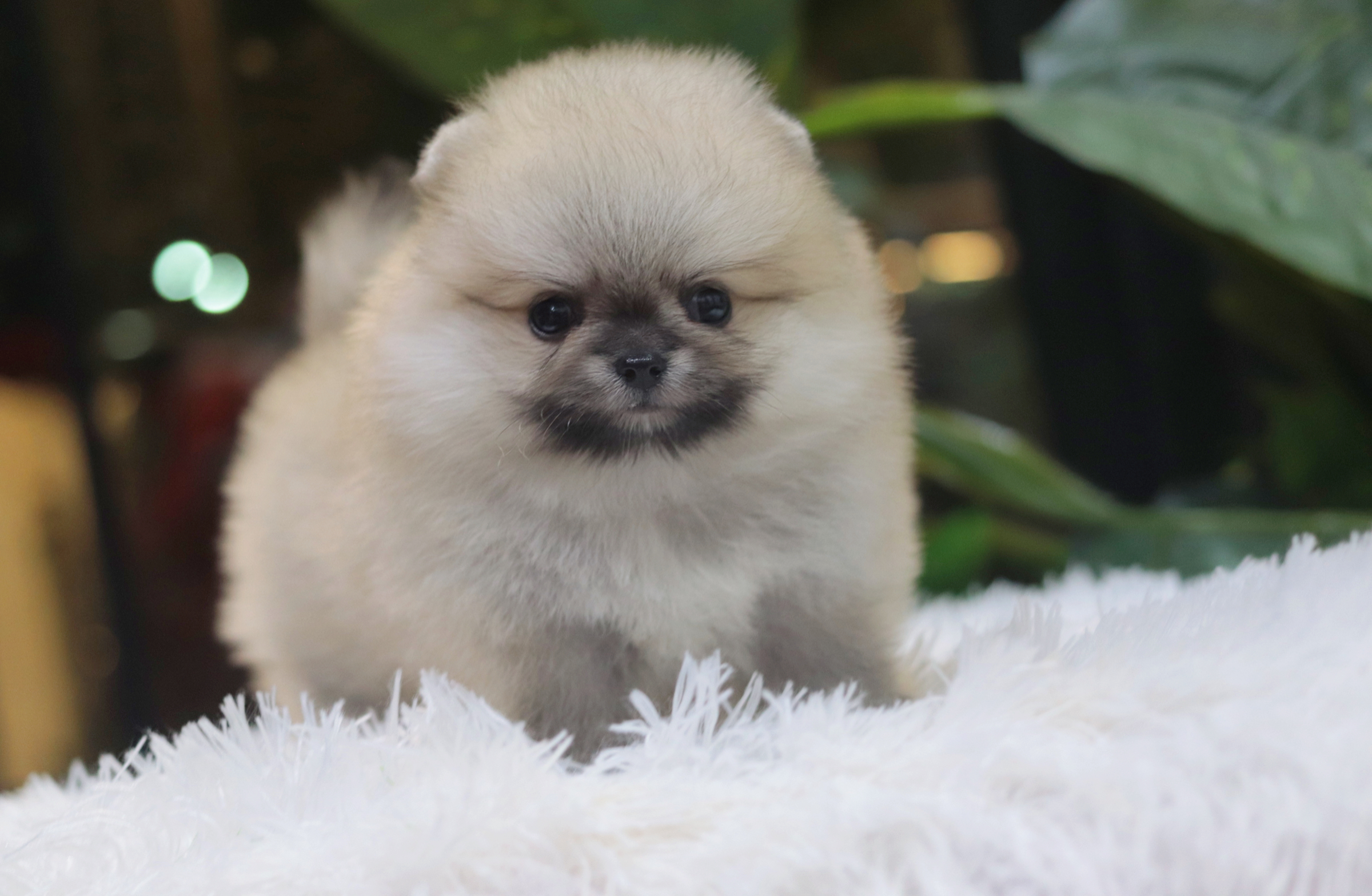 ปอมเมอเรเนียน เพศเมียสีส้มหน้าตุ๊กตา