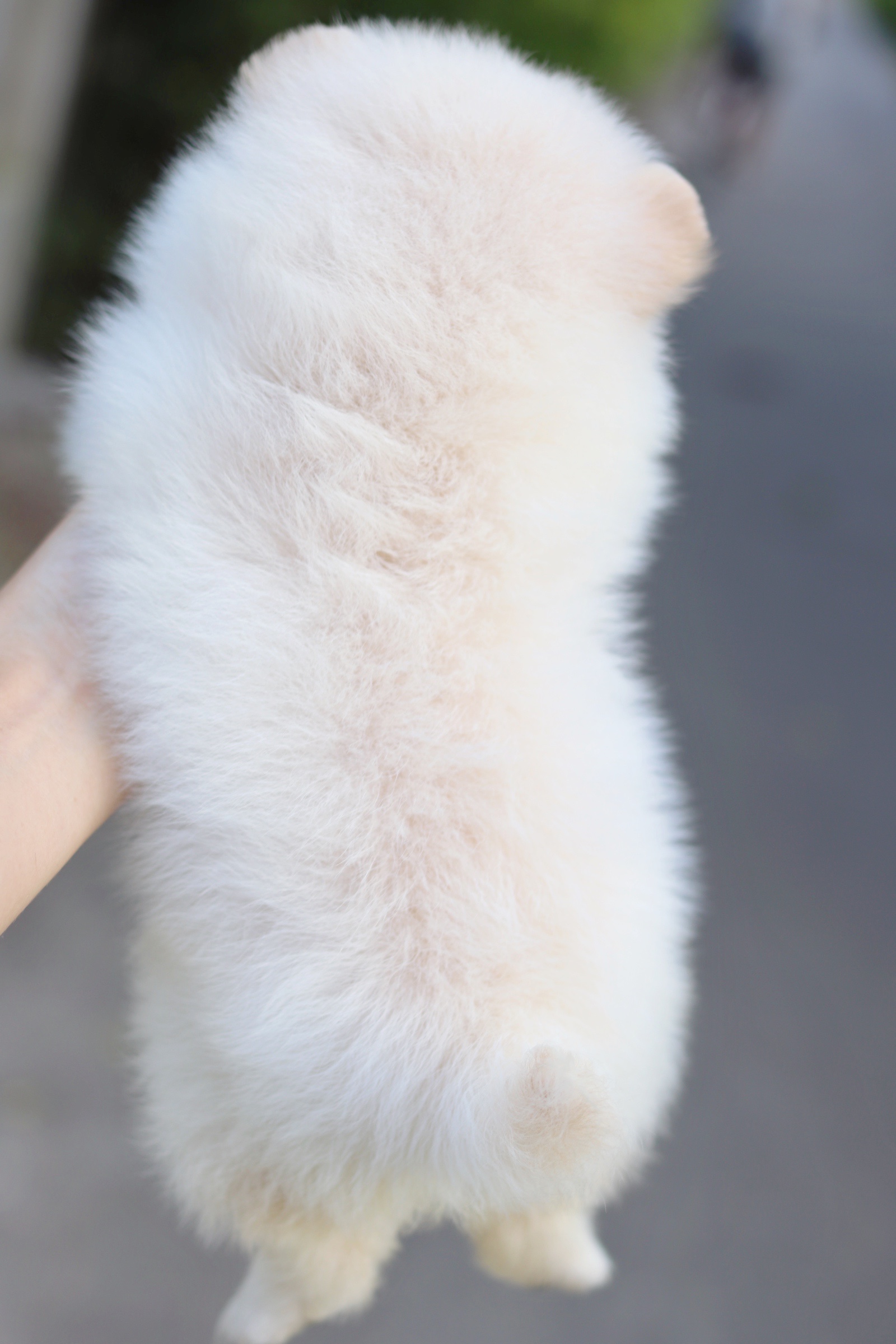 ปอมเมอเรเนียน เพศเมียสีครีม