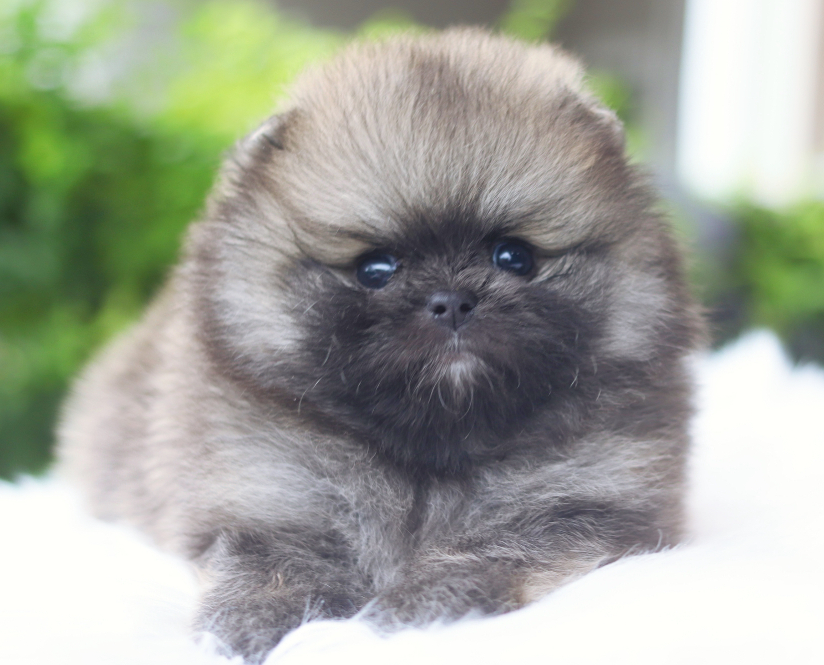 ปอมเมอเรเนียน เพศผู้สีส้ม เกรดโชว์