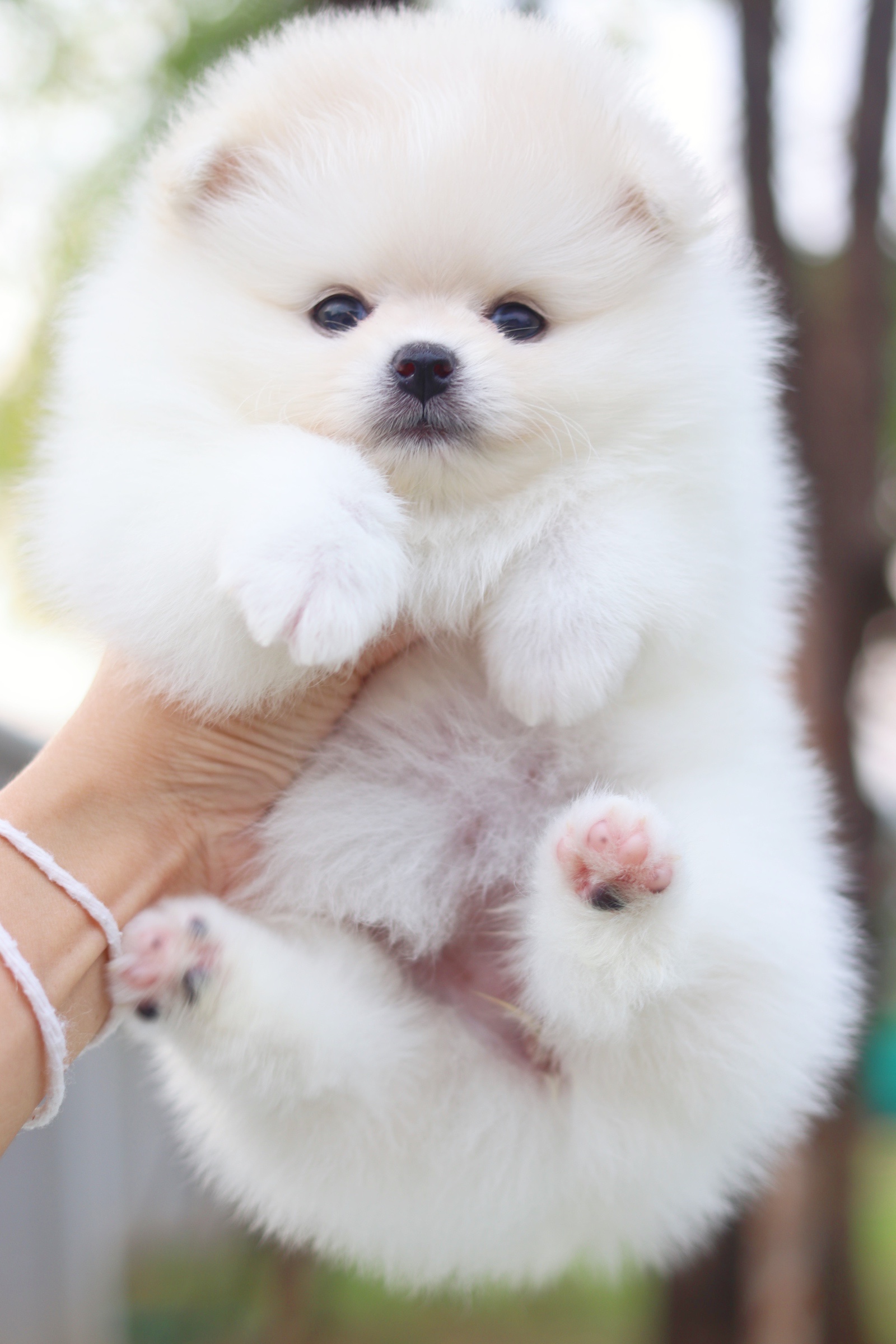 ปอมเมอเรเนียน เพศเมียสีขาวครีม