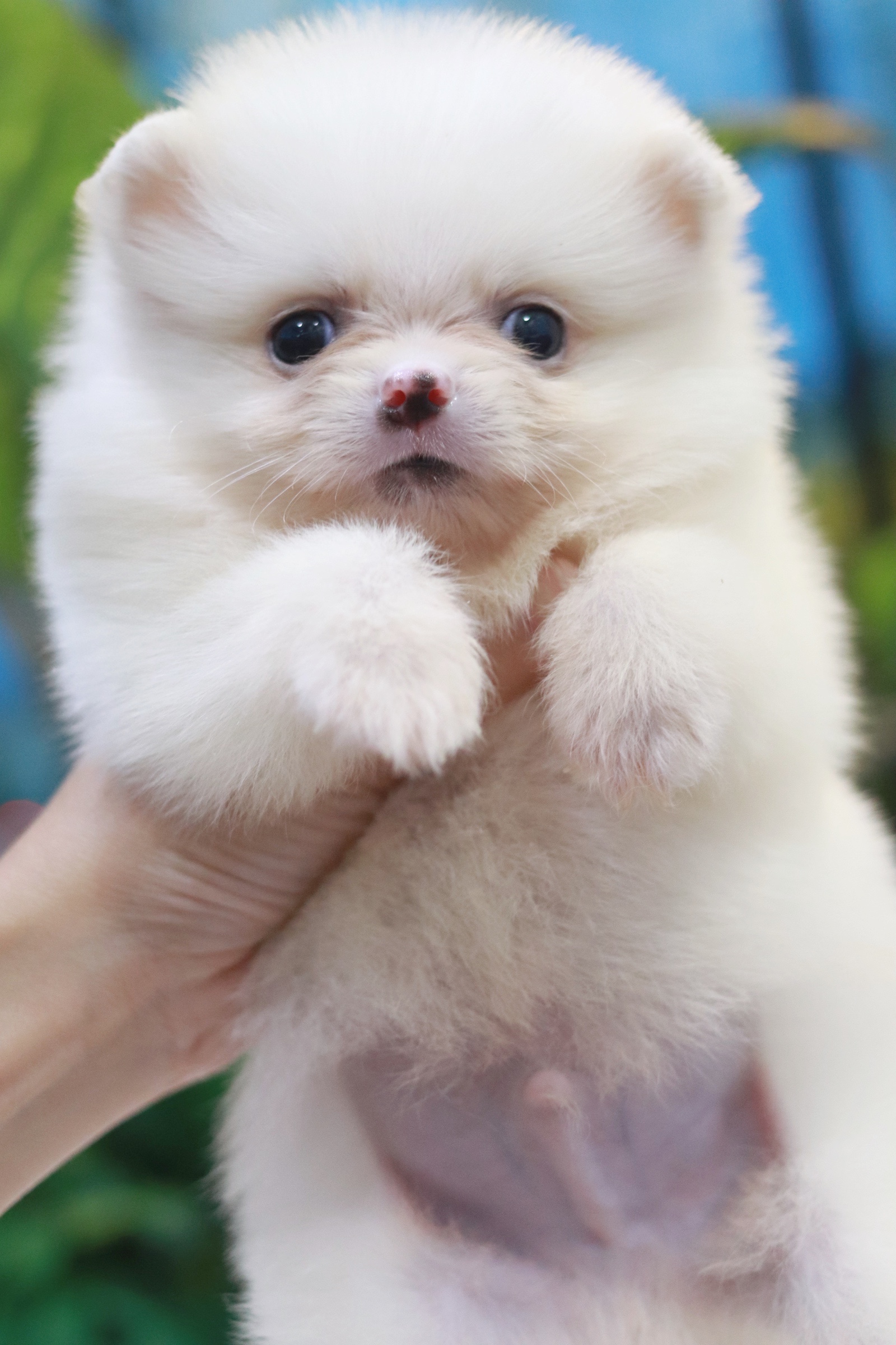 ปอมเมอเรเนียน เพศผู้สีขาว