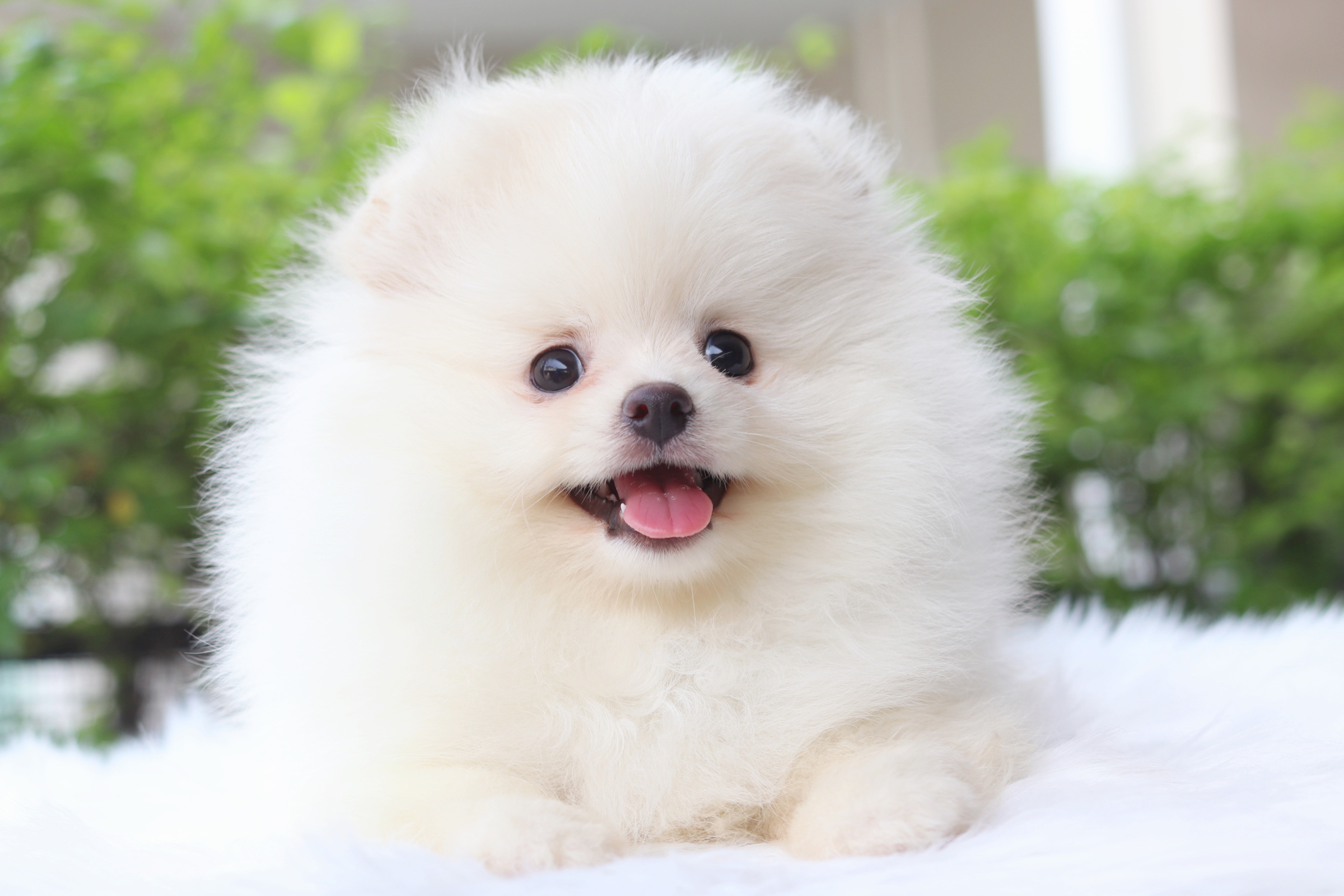 ปอมเมอเรเนียน เพศผู้สีขาวครีม