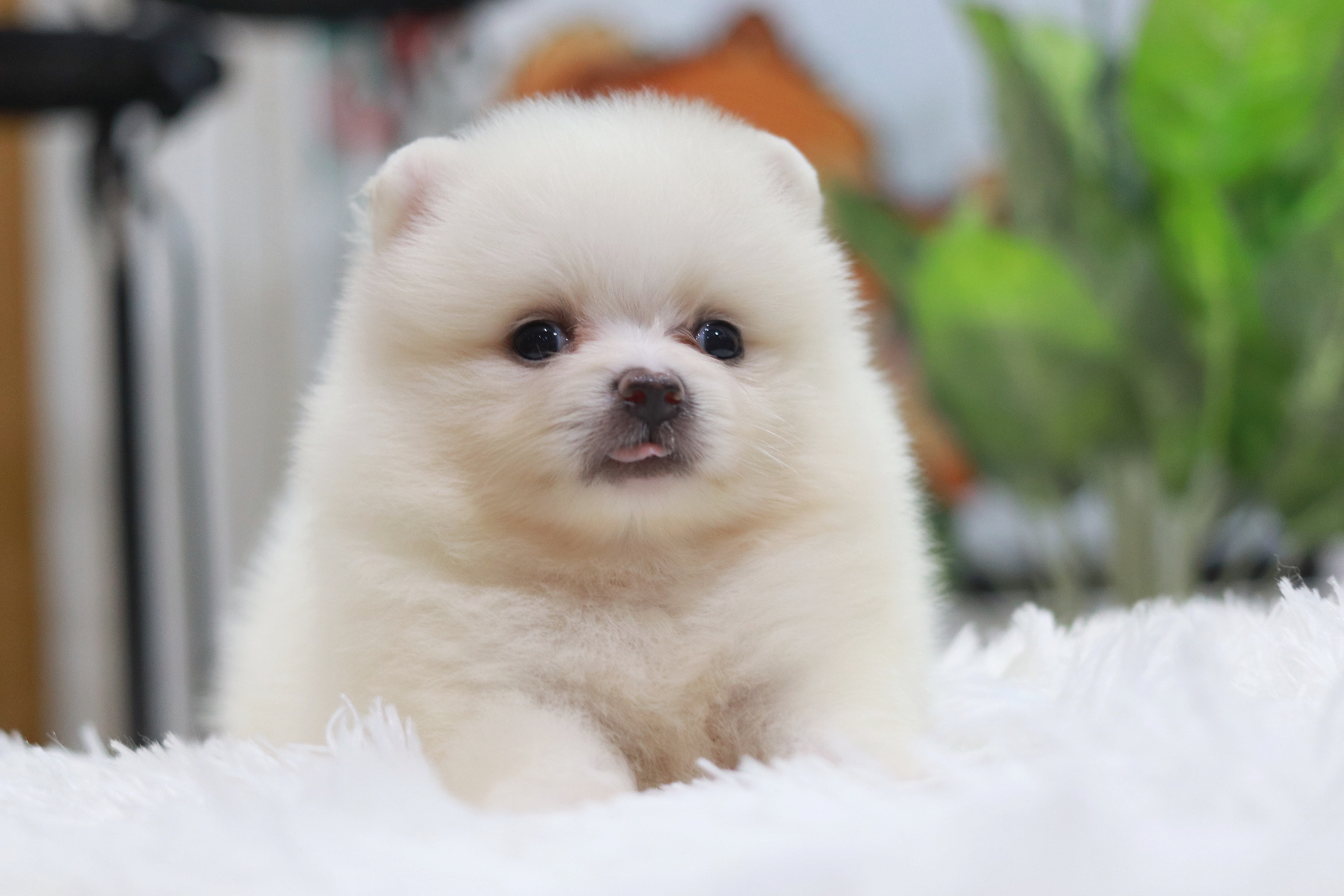 ปอมเมอเรเนียน เพศเมีย สีขาว