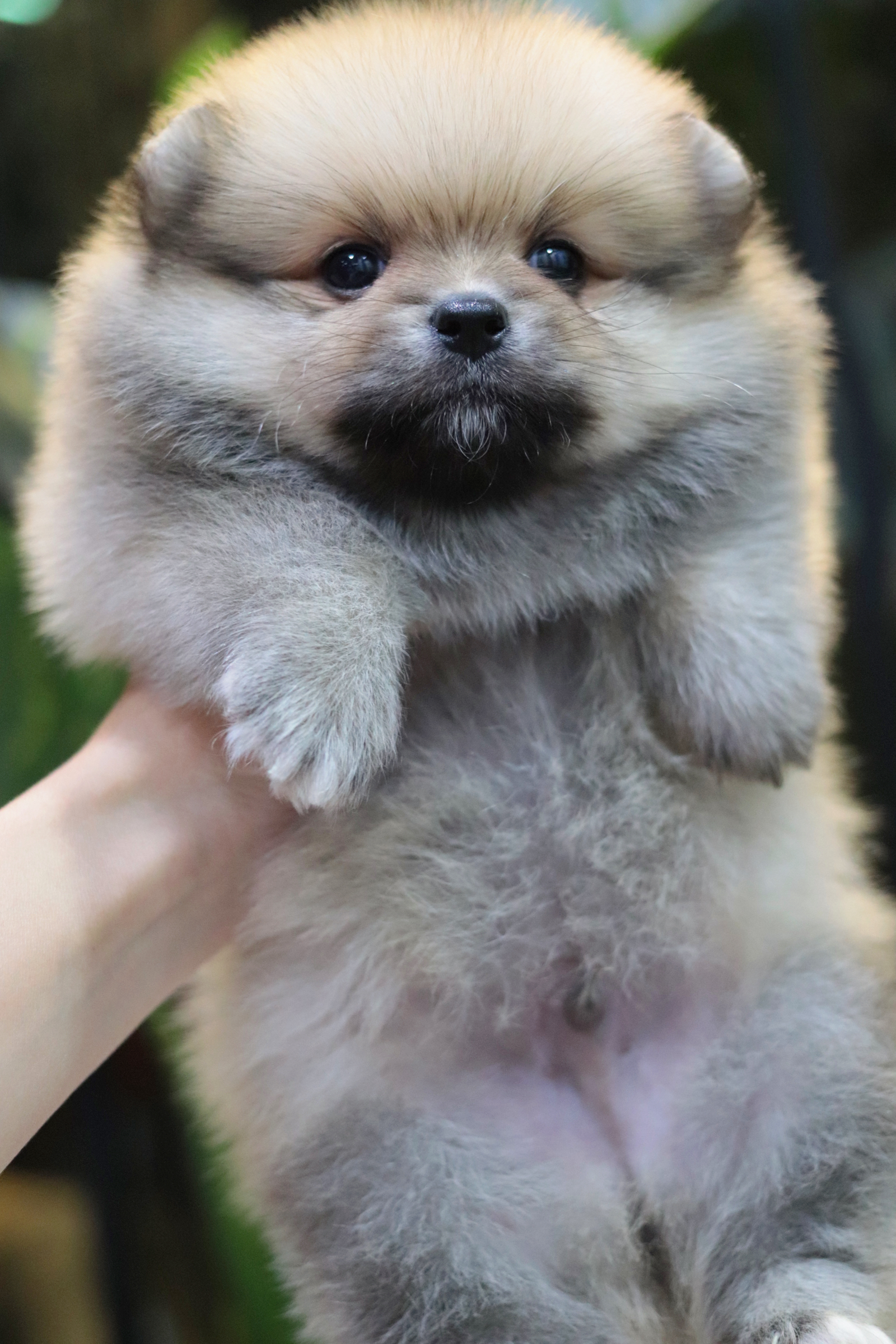 ปอมเมอเรเนียน เพศผู้สีส้มขนแน่นๆ