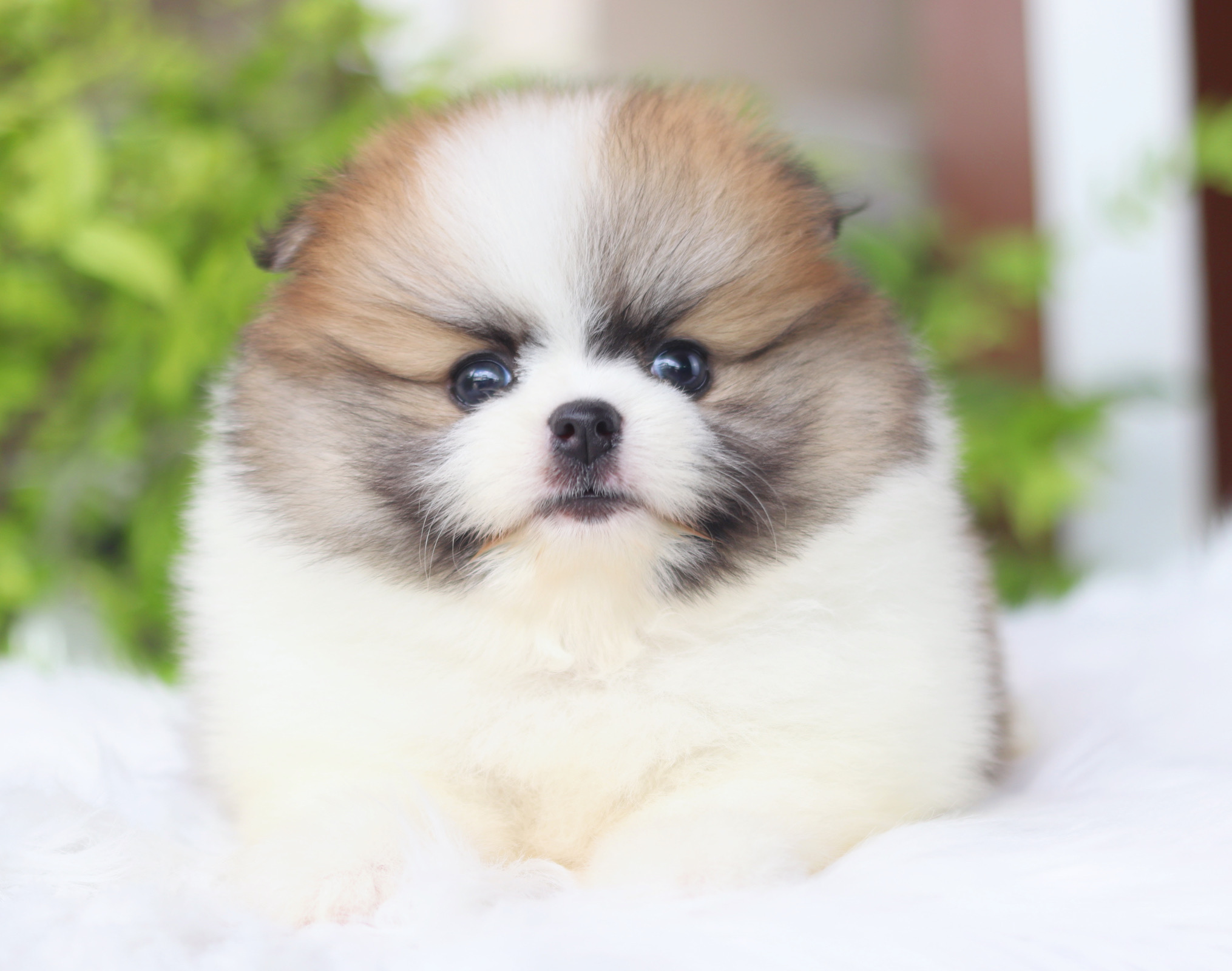 ปอมเมอเรเนียน เพศเมียสีแฟนซี เกรดโชว์