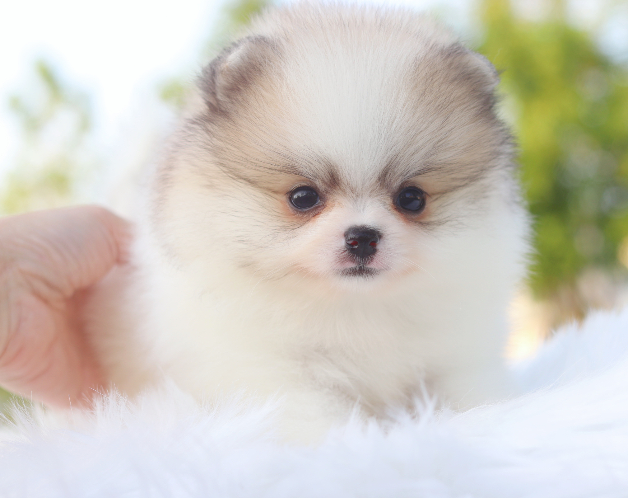 ปอมเมอเรเนียน เพศผู้สีแฟนซี