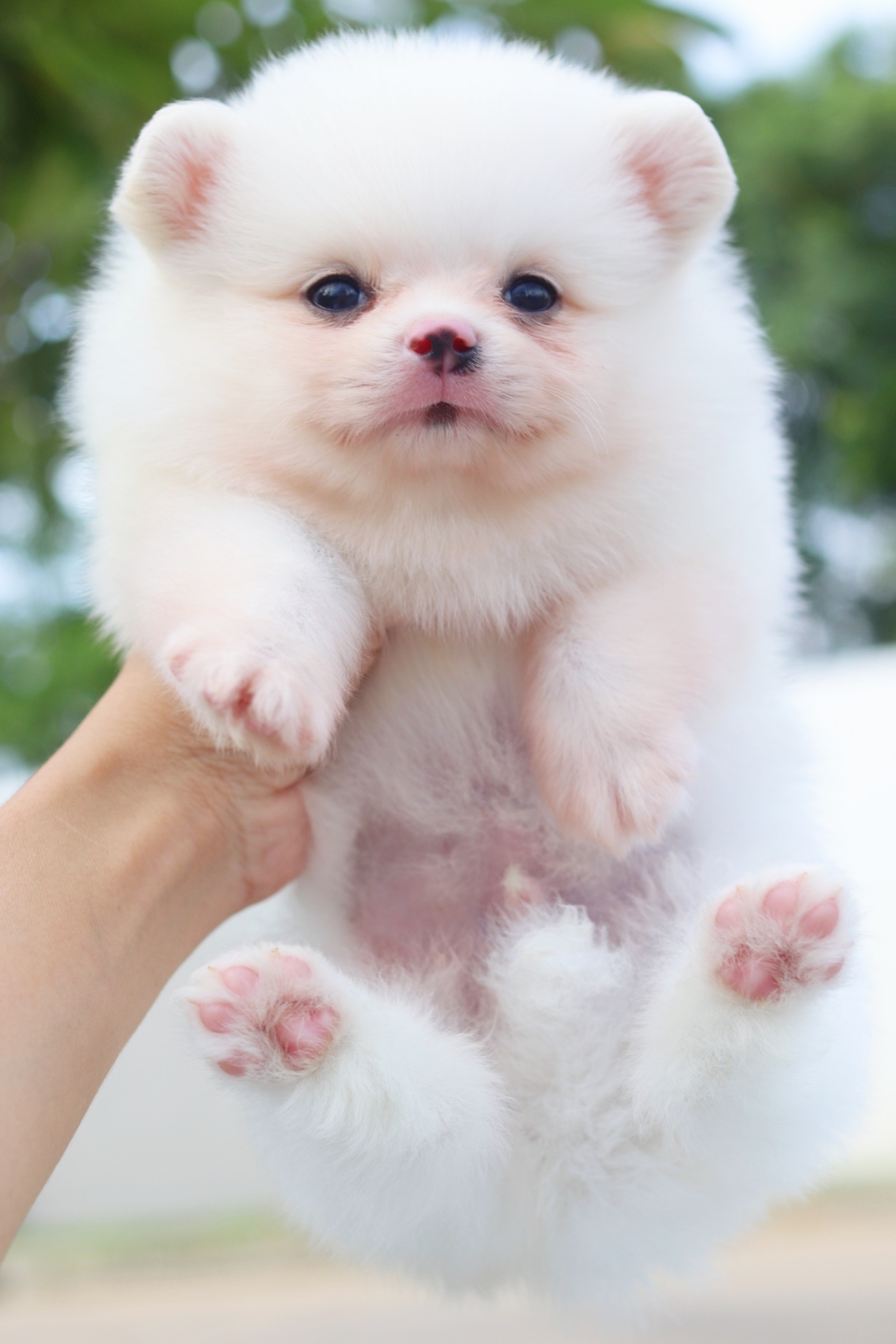 ปอมเมอเรเนียน เพศผู้สีขาวครีม