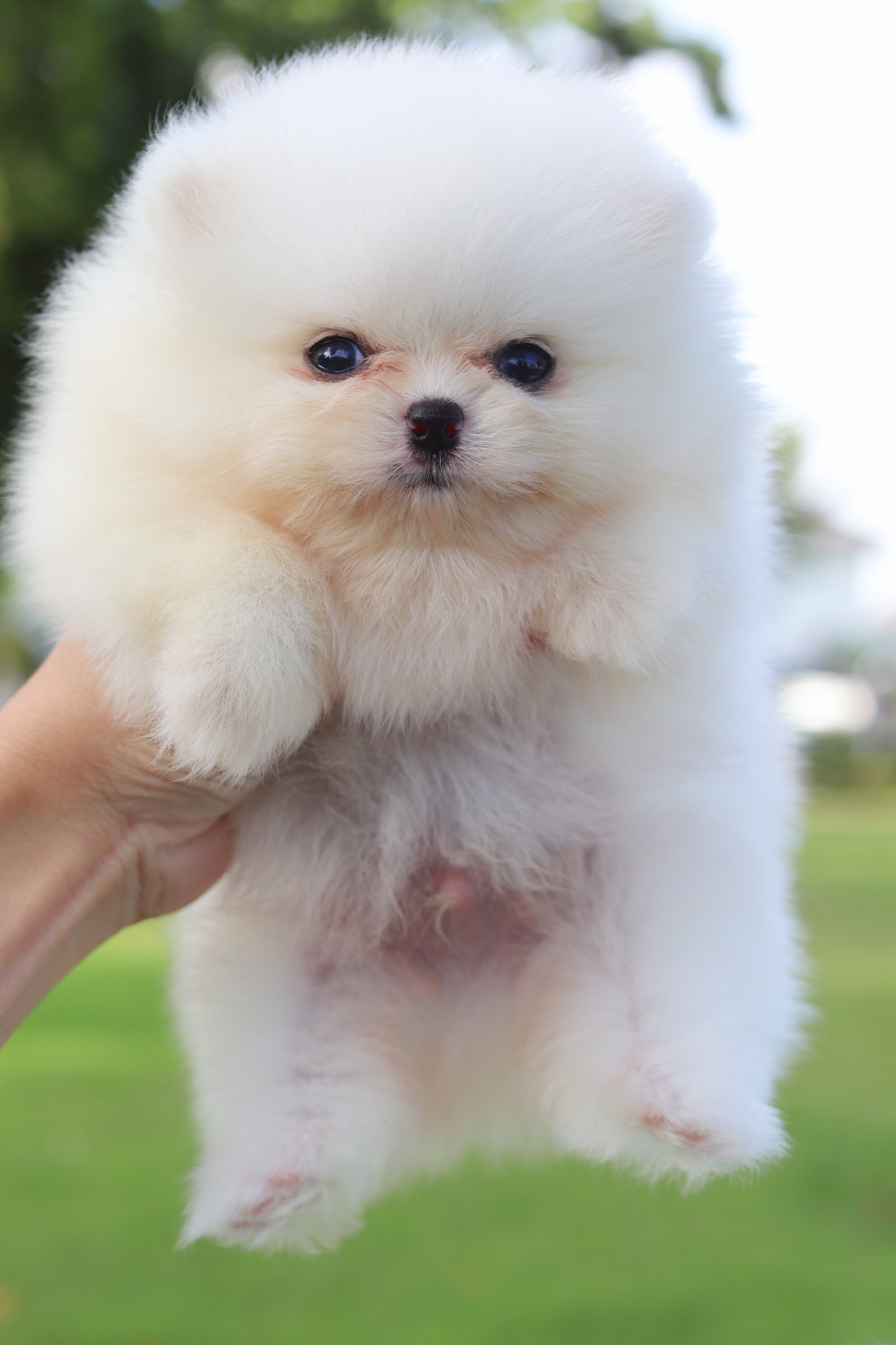 ปอมเมอเรเนียน เพศผู้สีขาวครีม เกรดโชว์