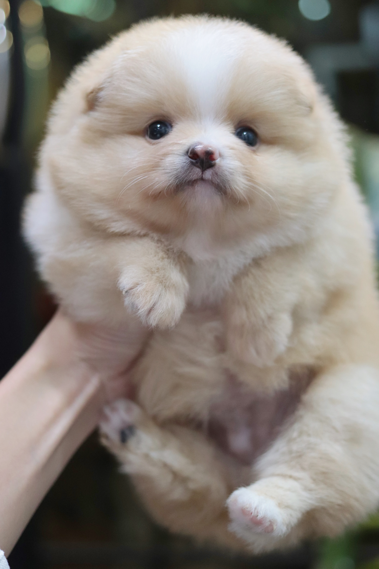 ปอมเมอเรเนียน เพศเมีย สีครีม