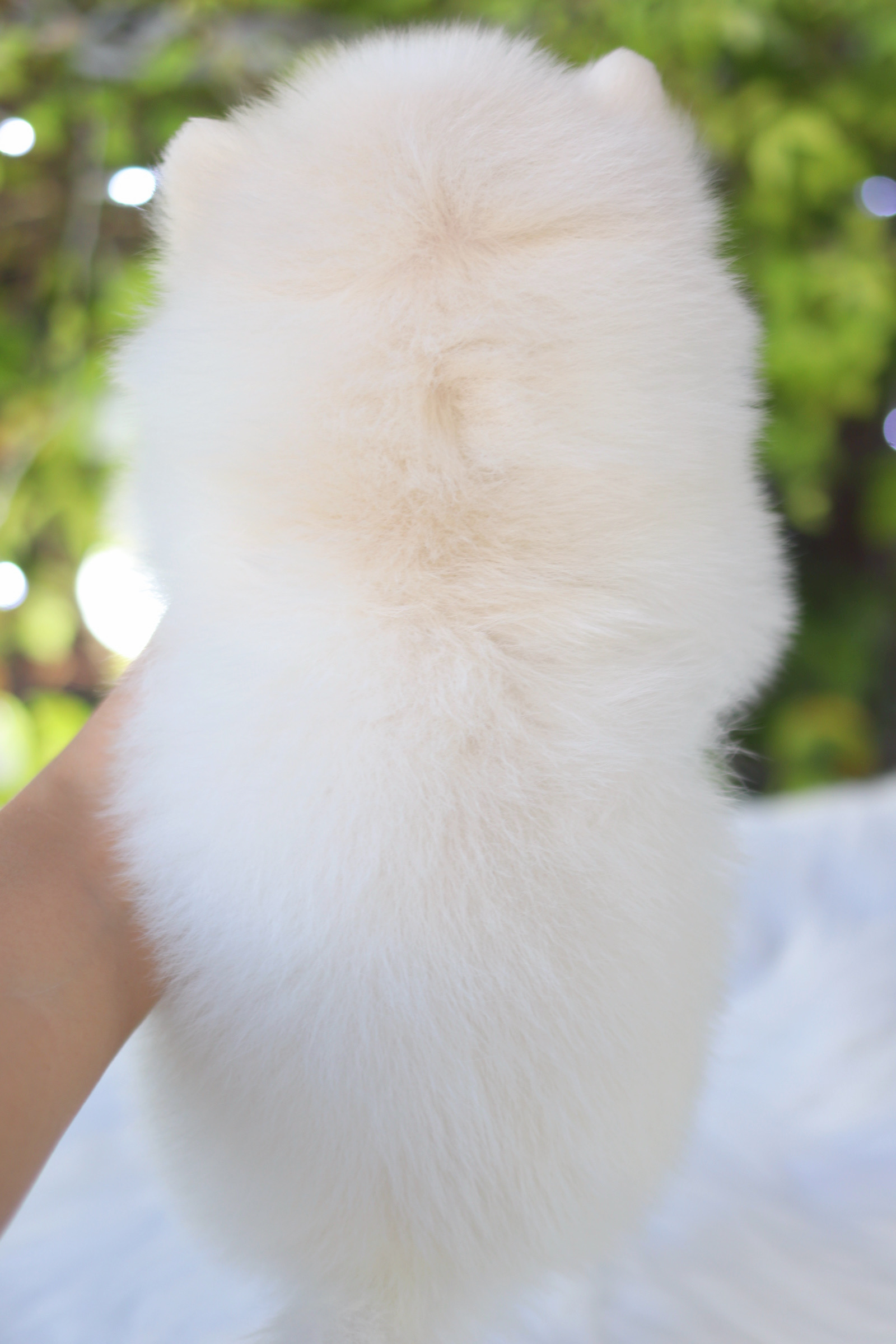 ปอมเมอเรเนียน เพศเมียสีขาวครีม