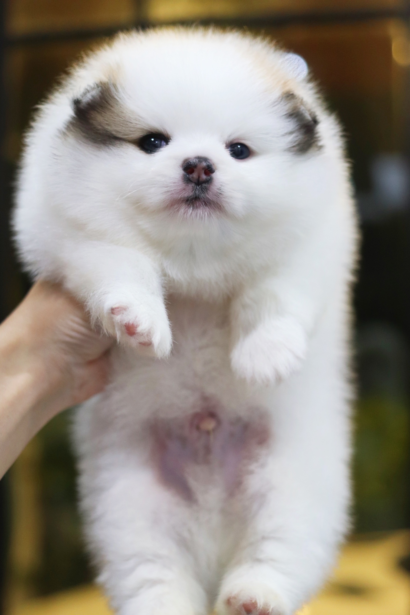 ปอมเมอเรเนียน เพศผู้ สีแฟนซี