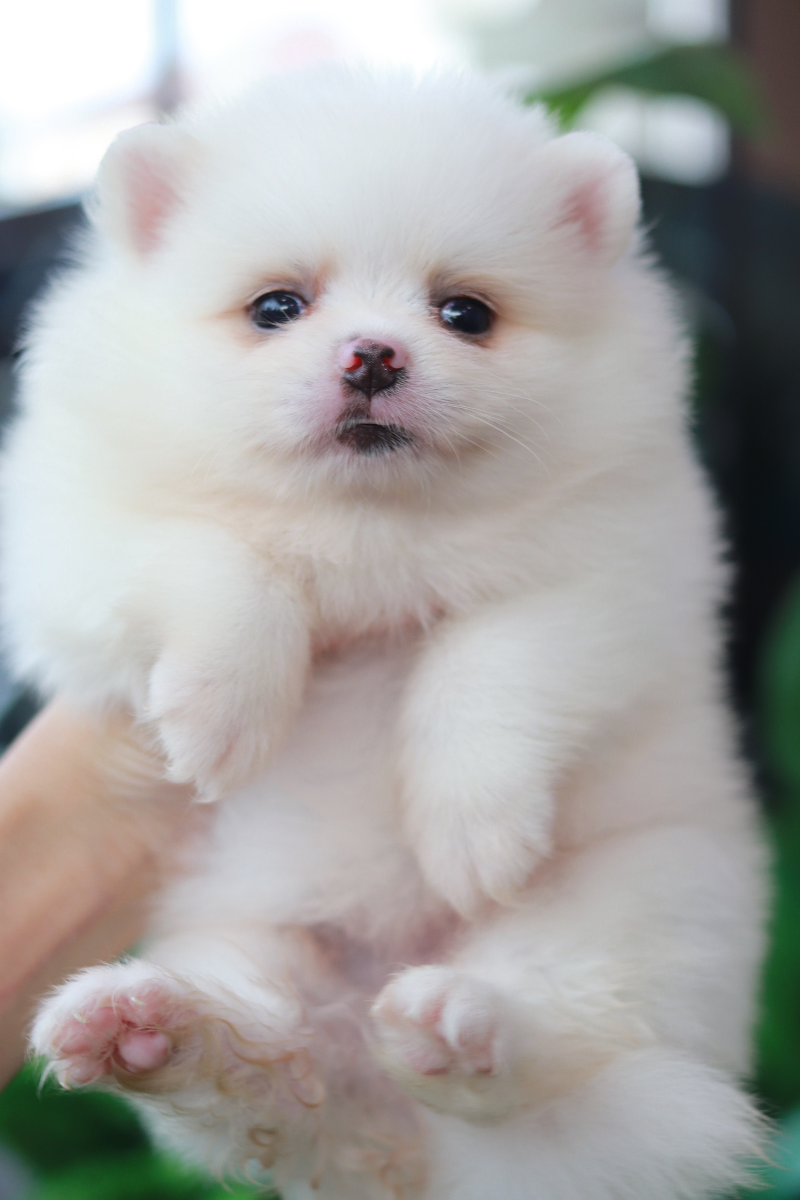 ปอมเมอเรเนียน เพศเมียสีขาว