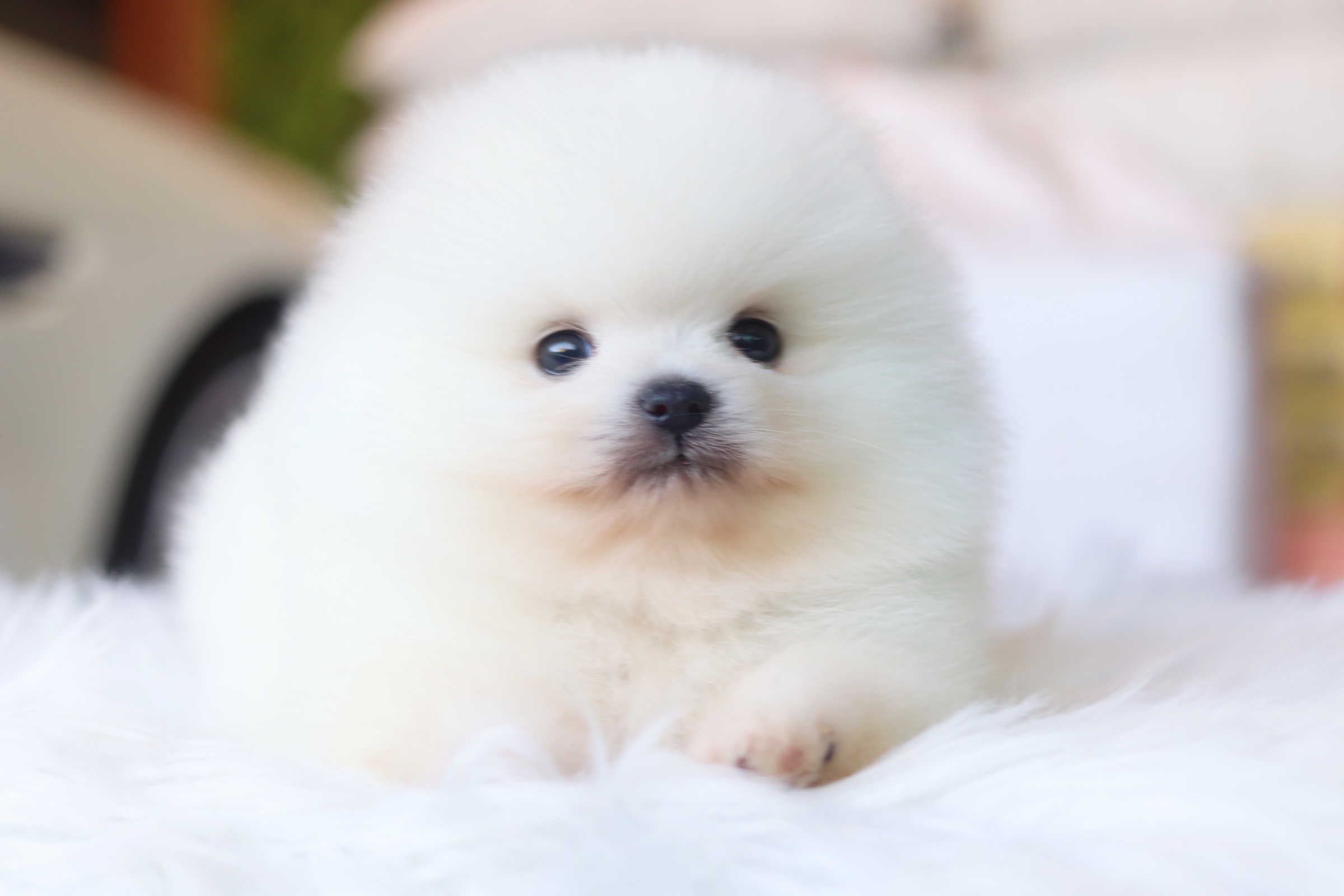 ปอมเมอเรเนียน เพศผู้ ขาวครีม เกรดโชว์