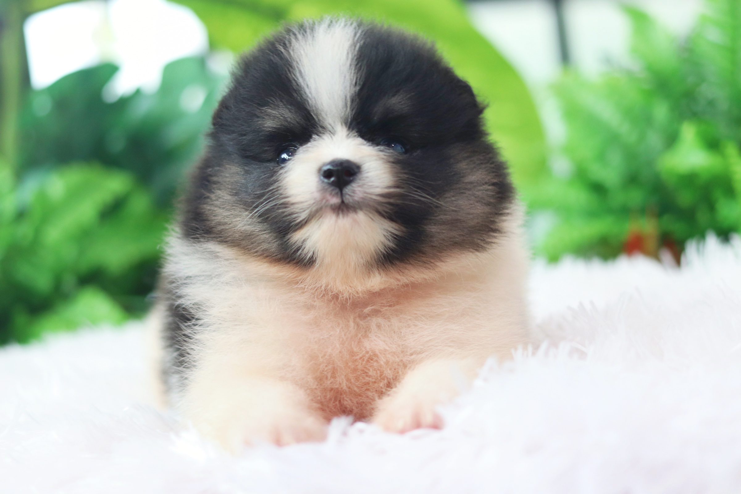 ปอมเมอเรเนียน เพศผู้ สีแฟนซี