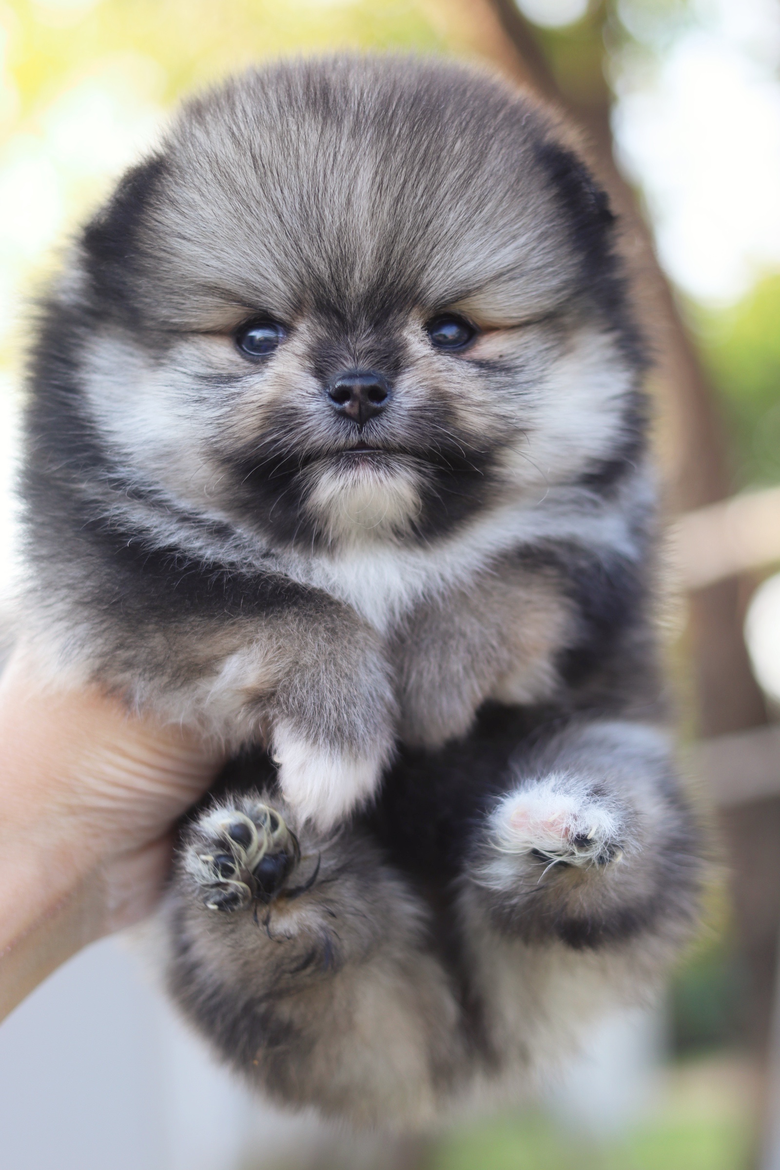 ปอมเมอเรเนียน เพศผู้สีส้มเซเบิ้ล