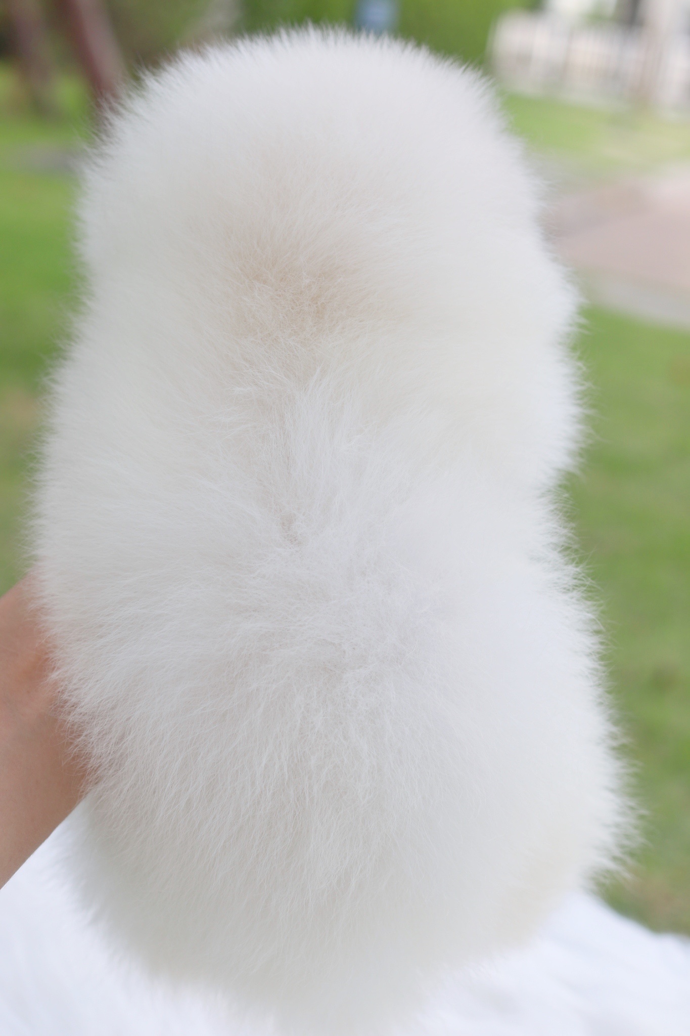 ปอมเมอเรเนียน เพศผู้สีขาวครีม เกรดโชว์