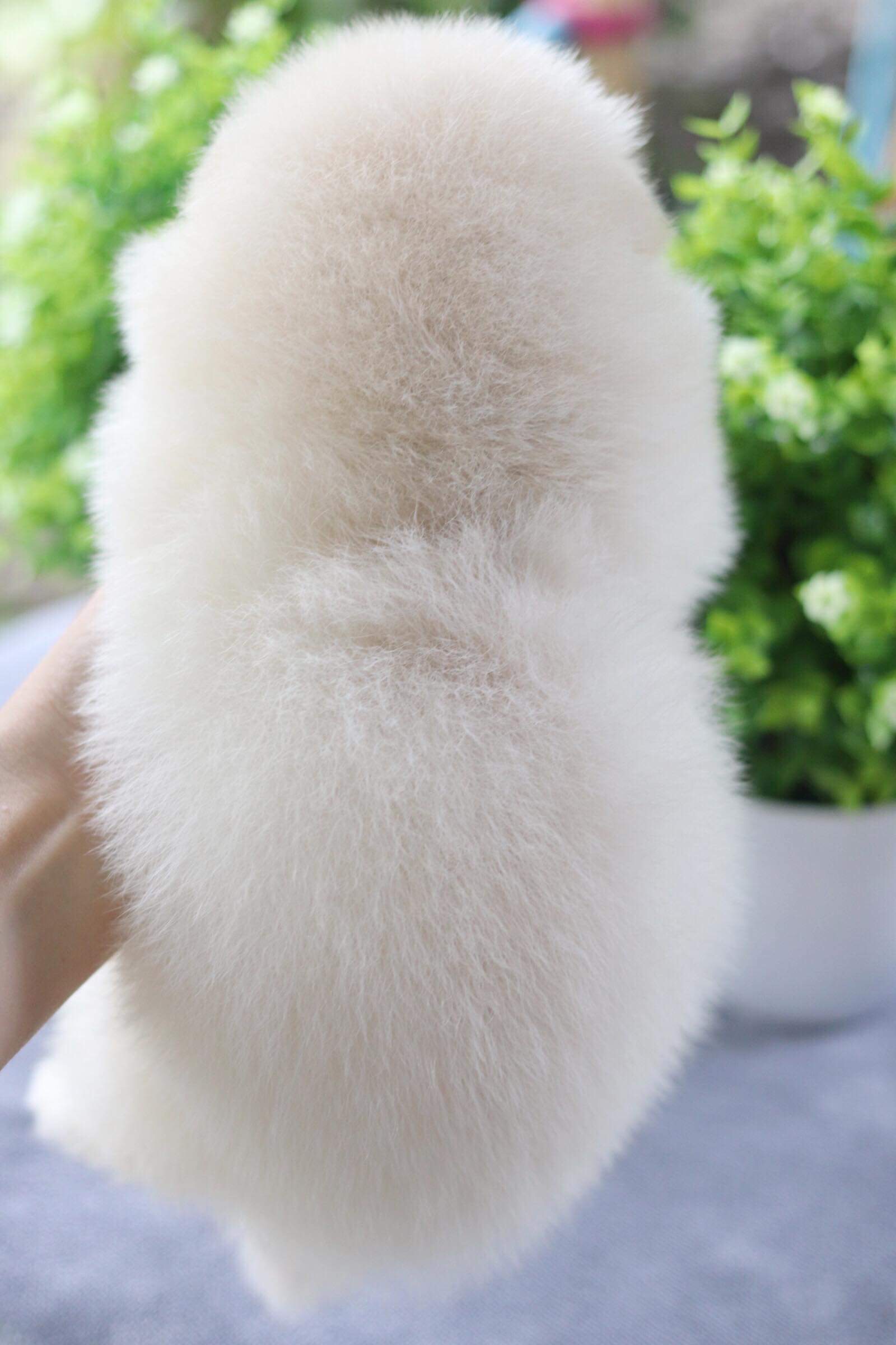 ปอมเมอเรเนียน เพศผู้