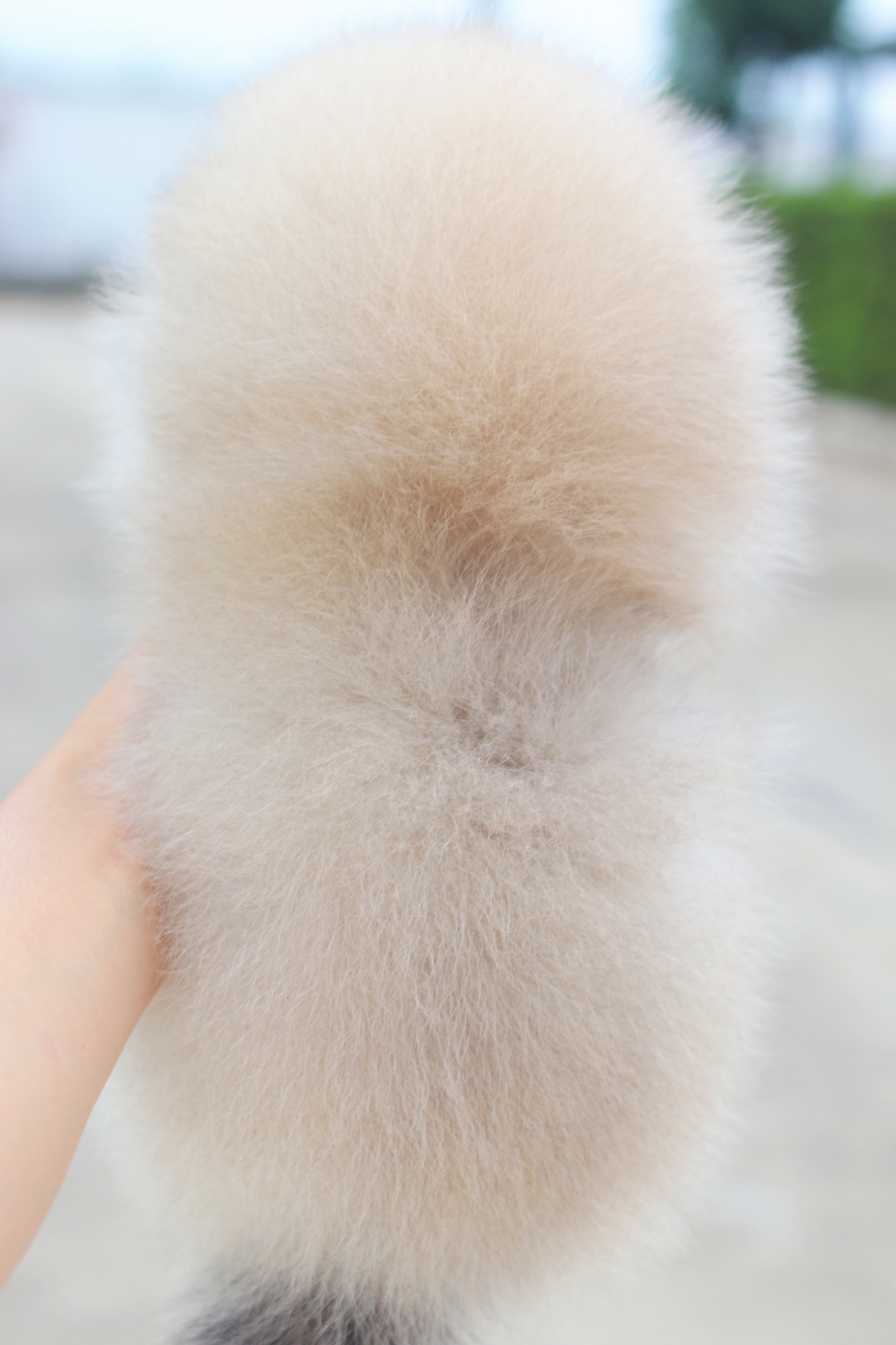 ปอมเมอเรเนียน เพศผู้สีส้ม