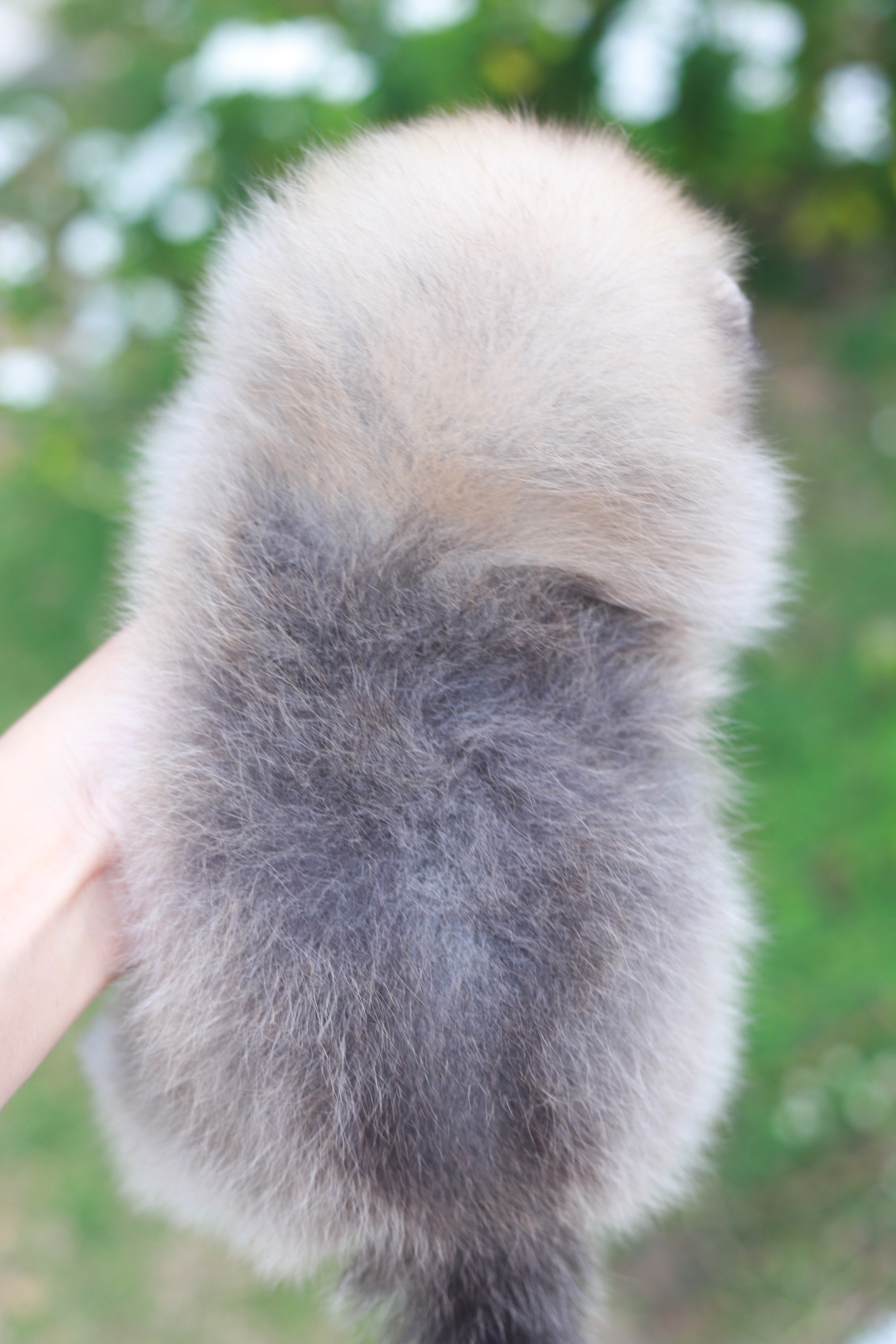 ปอมเมอเรเนียน เพศผู้สีส้ม