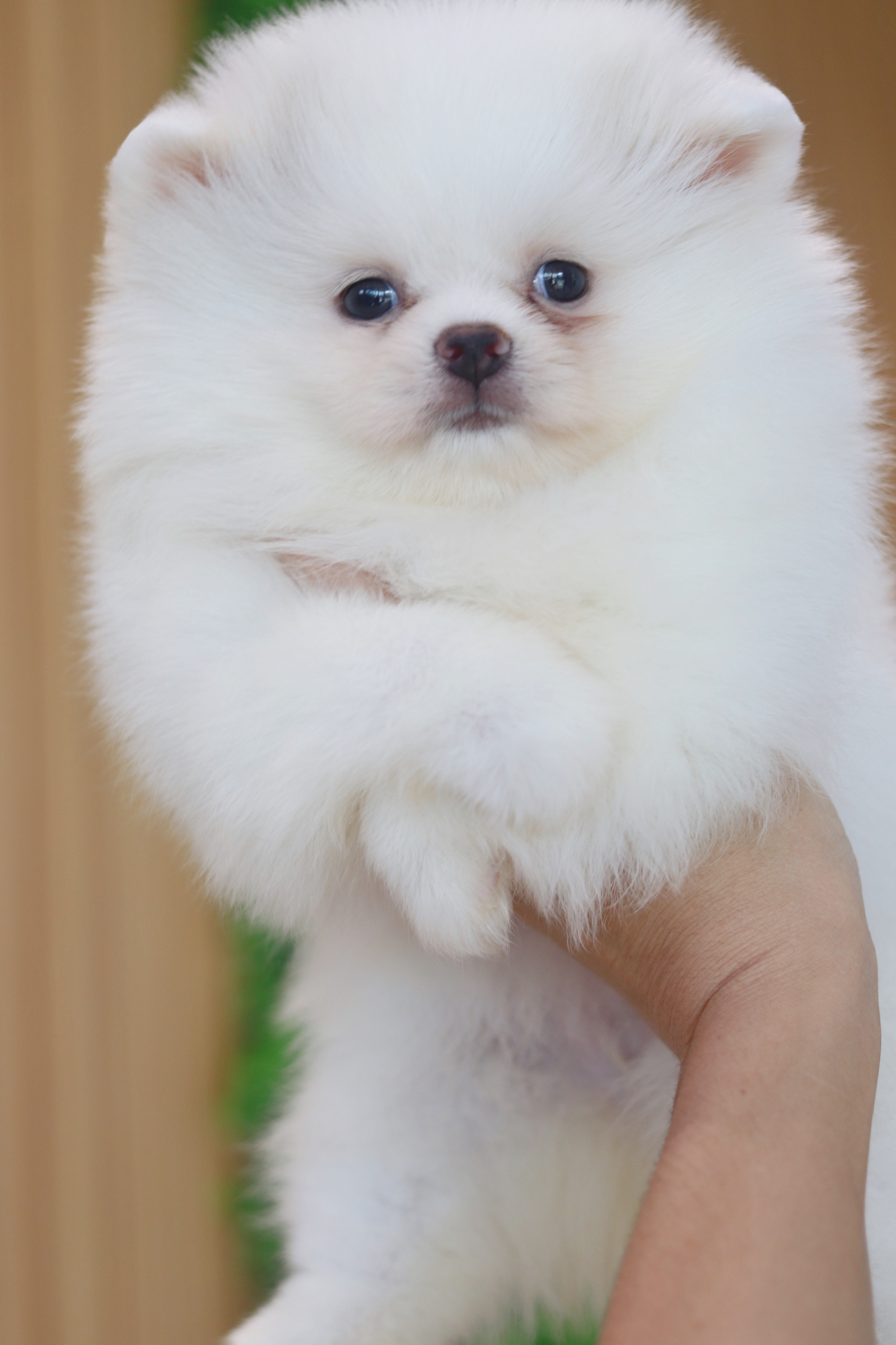 ปอมเมอเรเนียน เพศเมียสีขาวครีม