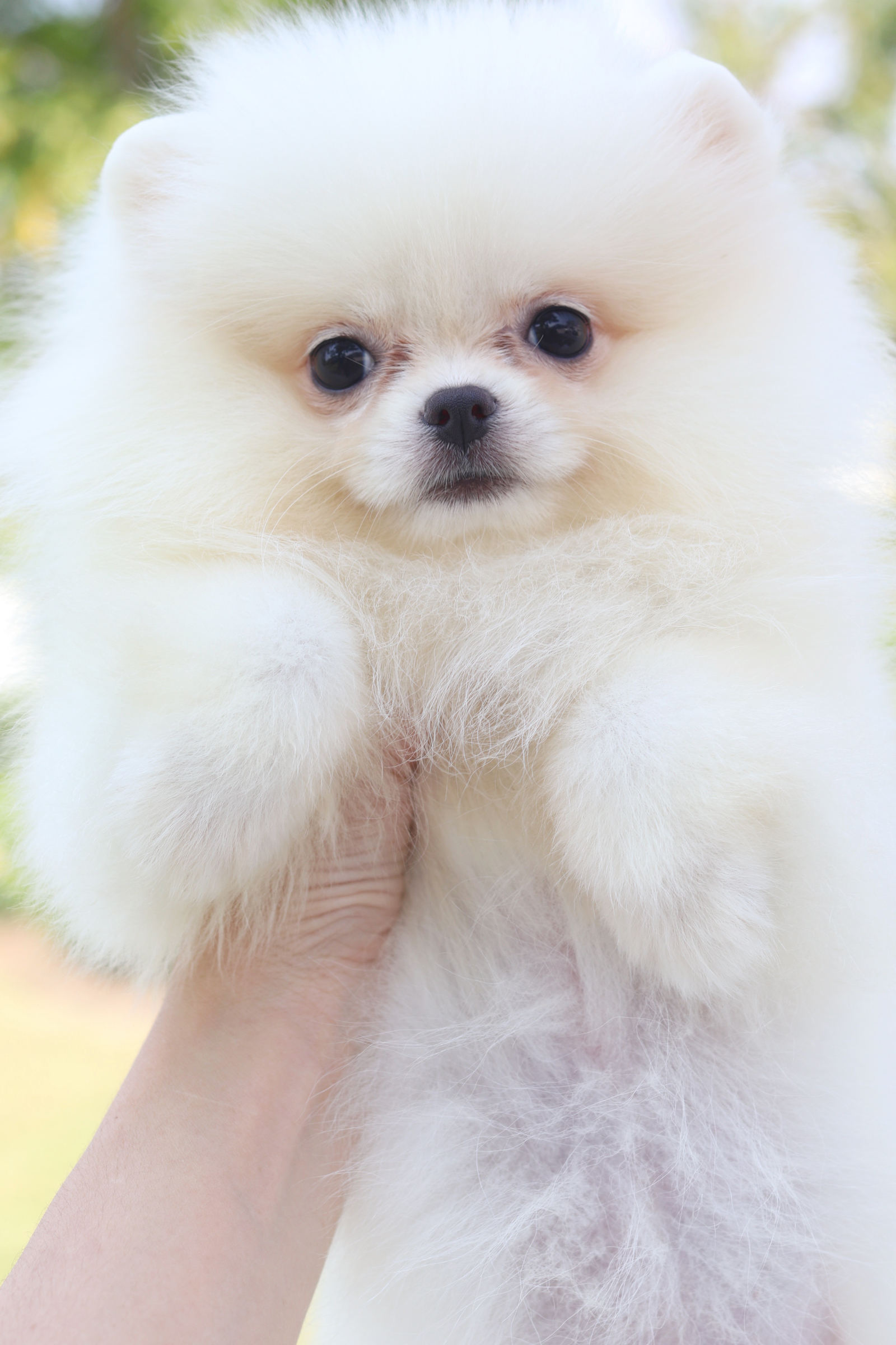 ปอมเมอเรเนียน เพศเมียสีขาวครีม