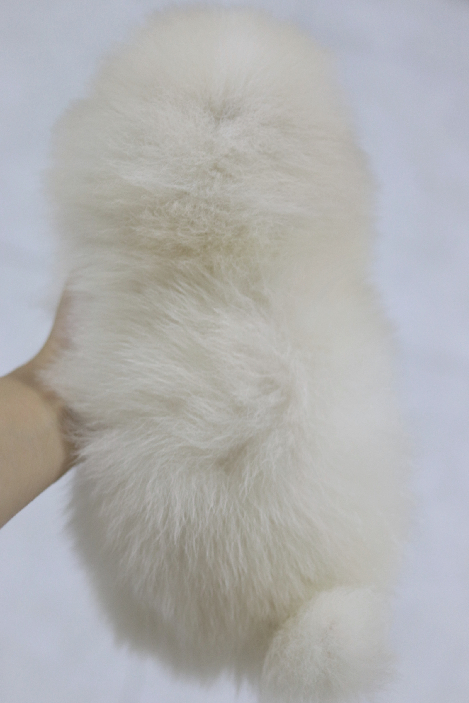 ปอมเมอเรเนียน เพศผู้