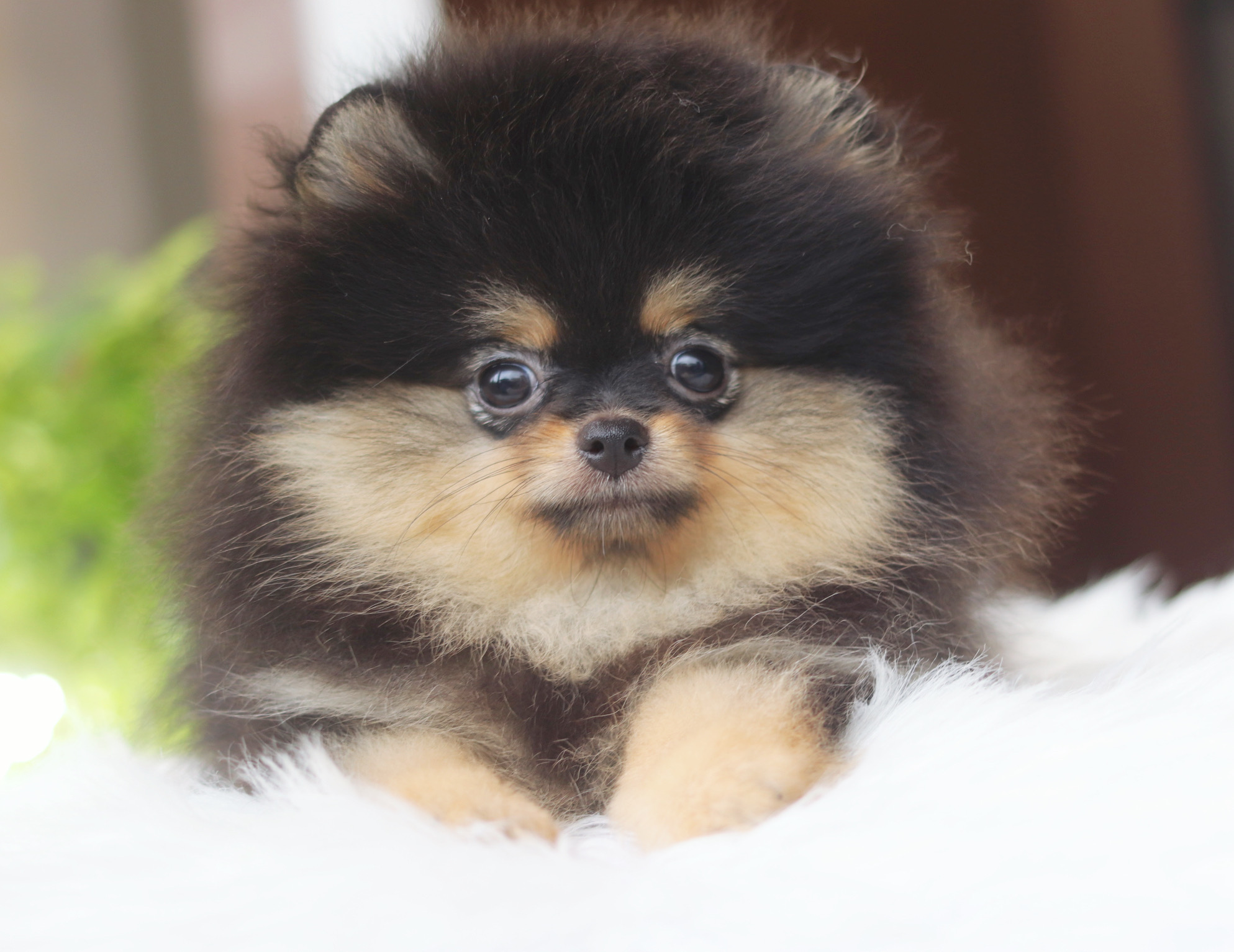 ปอมเมอเรเนียน เพศเมียสีแบล็คแทน