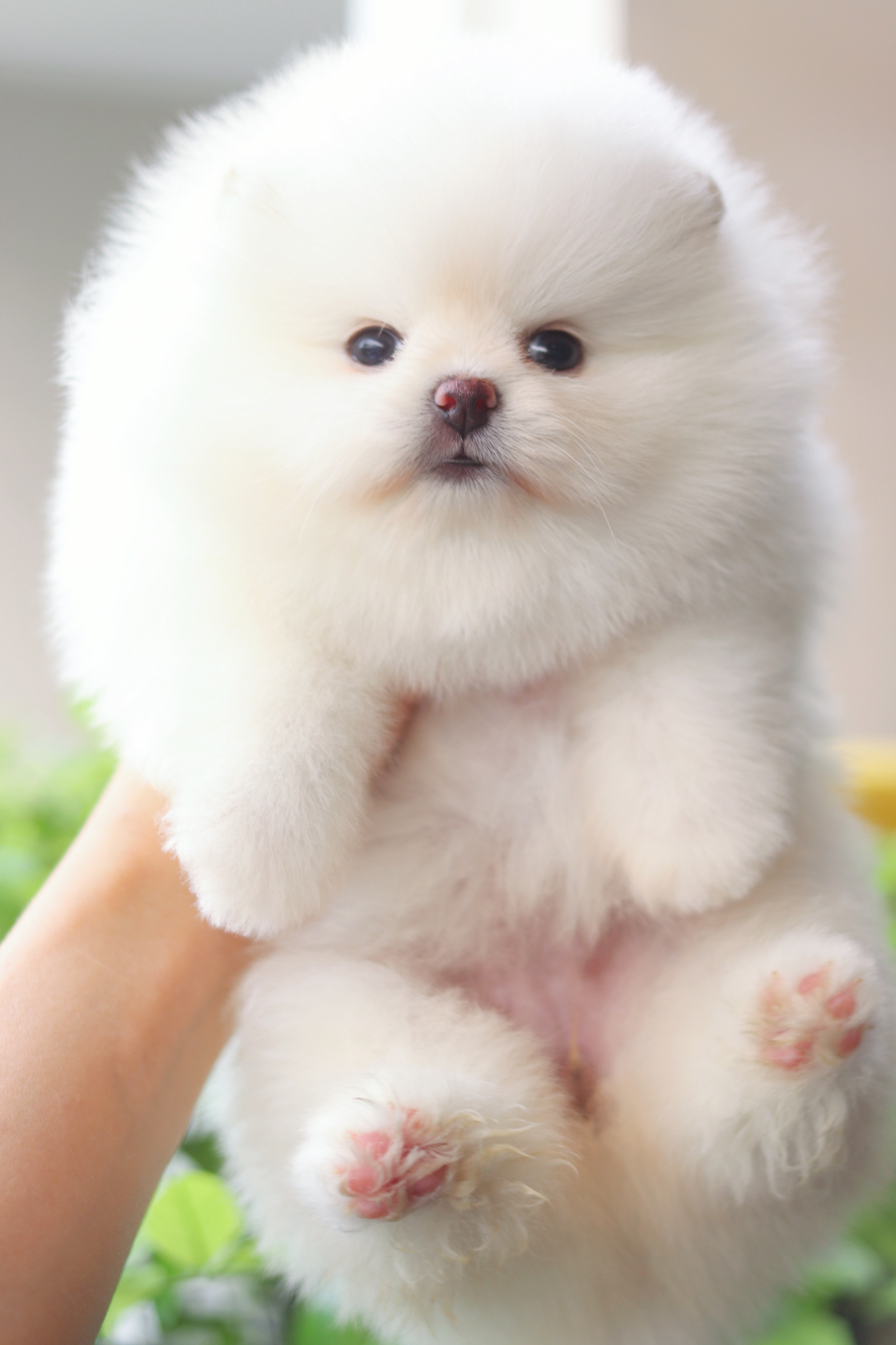 ปอมเมอเรเนียน เพศเมียสีขาวครีม เกรดโชว์