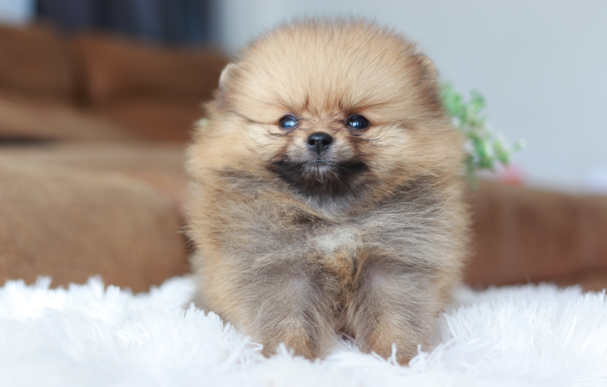 ปอมเมอเรเนียน เพศเมีย