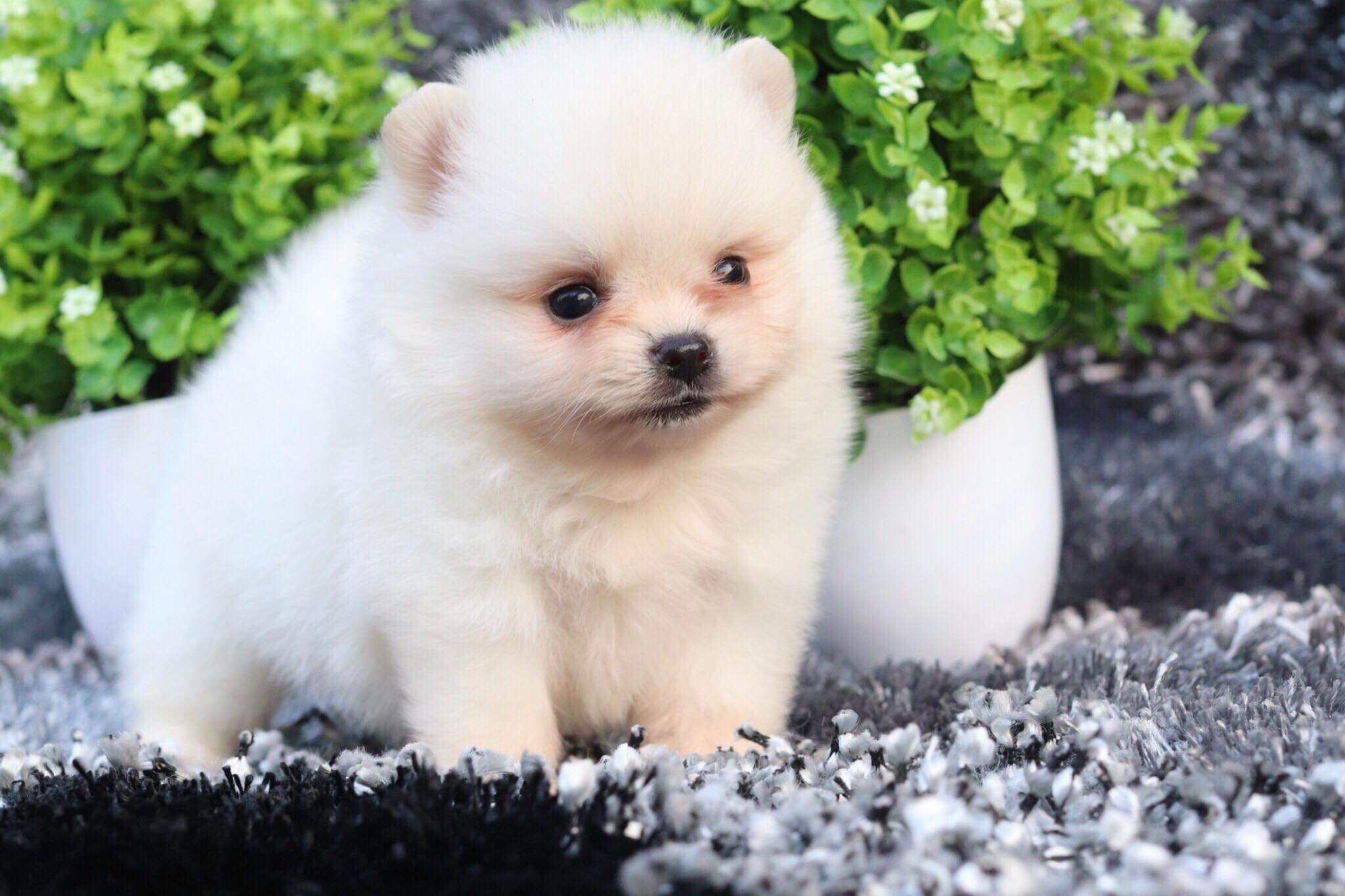 ปอมเมอเรเนียน เพศเมีย