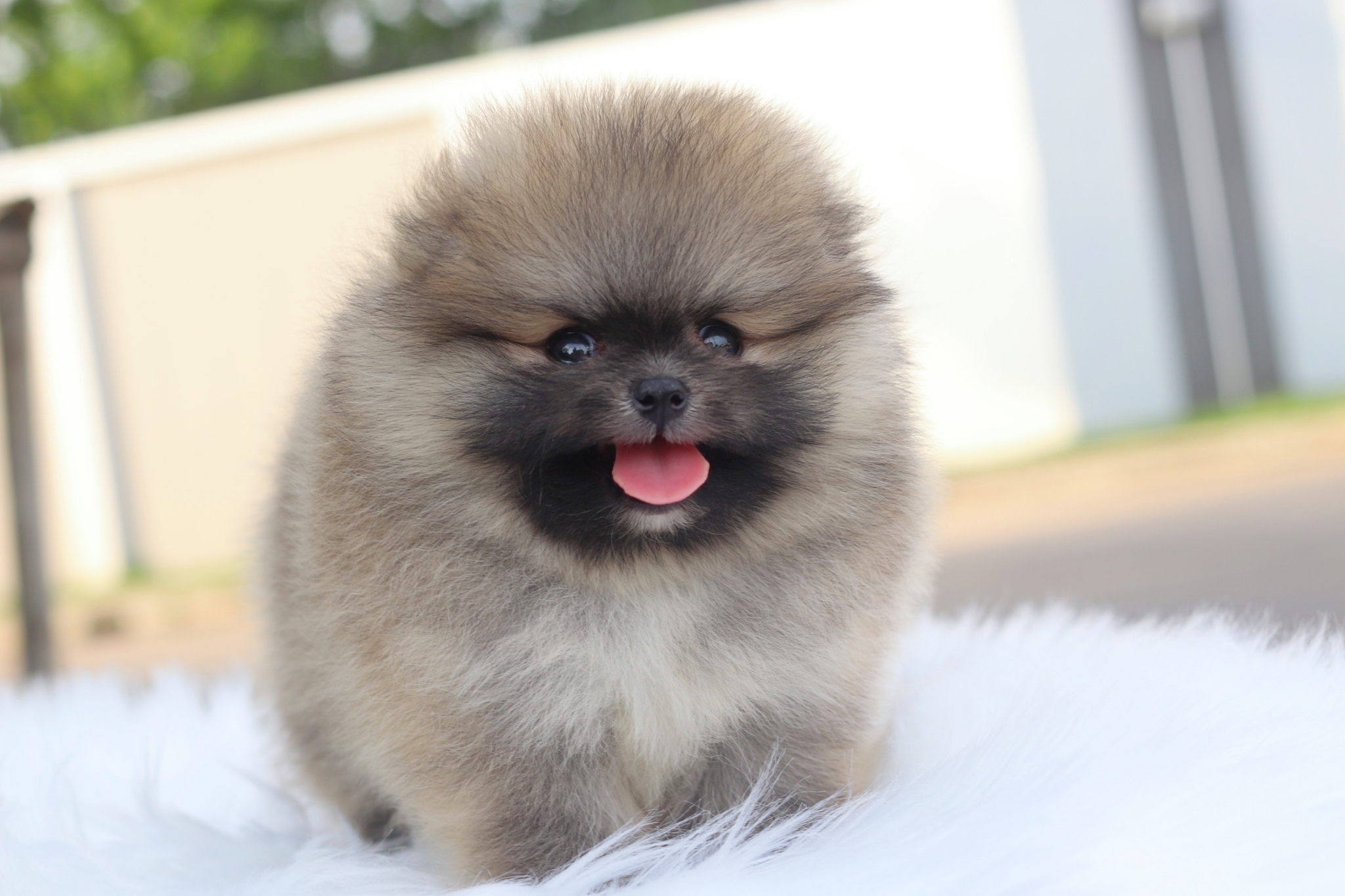 ปอมเมอเรเนียน เพศผู้สีส้ม