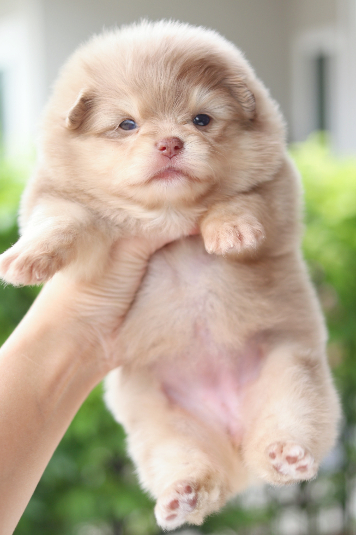 ปอมเมอเรเนียน เพศเมียสีเมอร์เร่