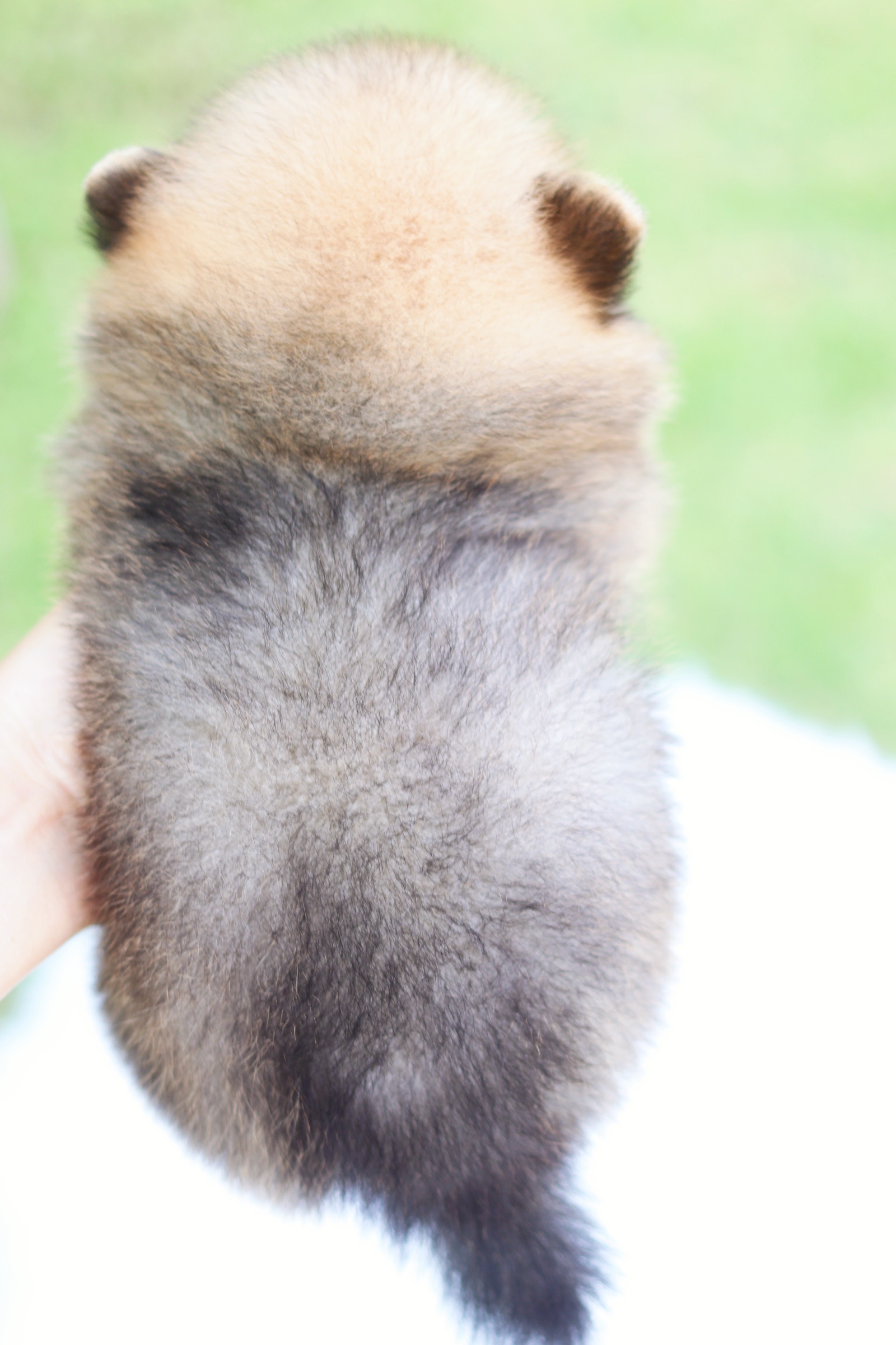 ปอมเมอเรเนียน เพศผู้ สีส้ม