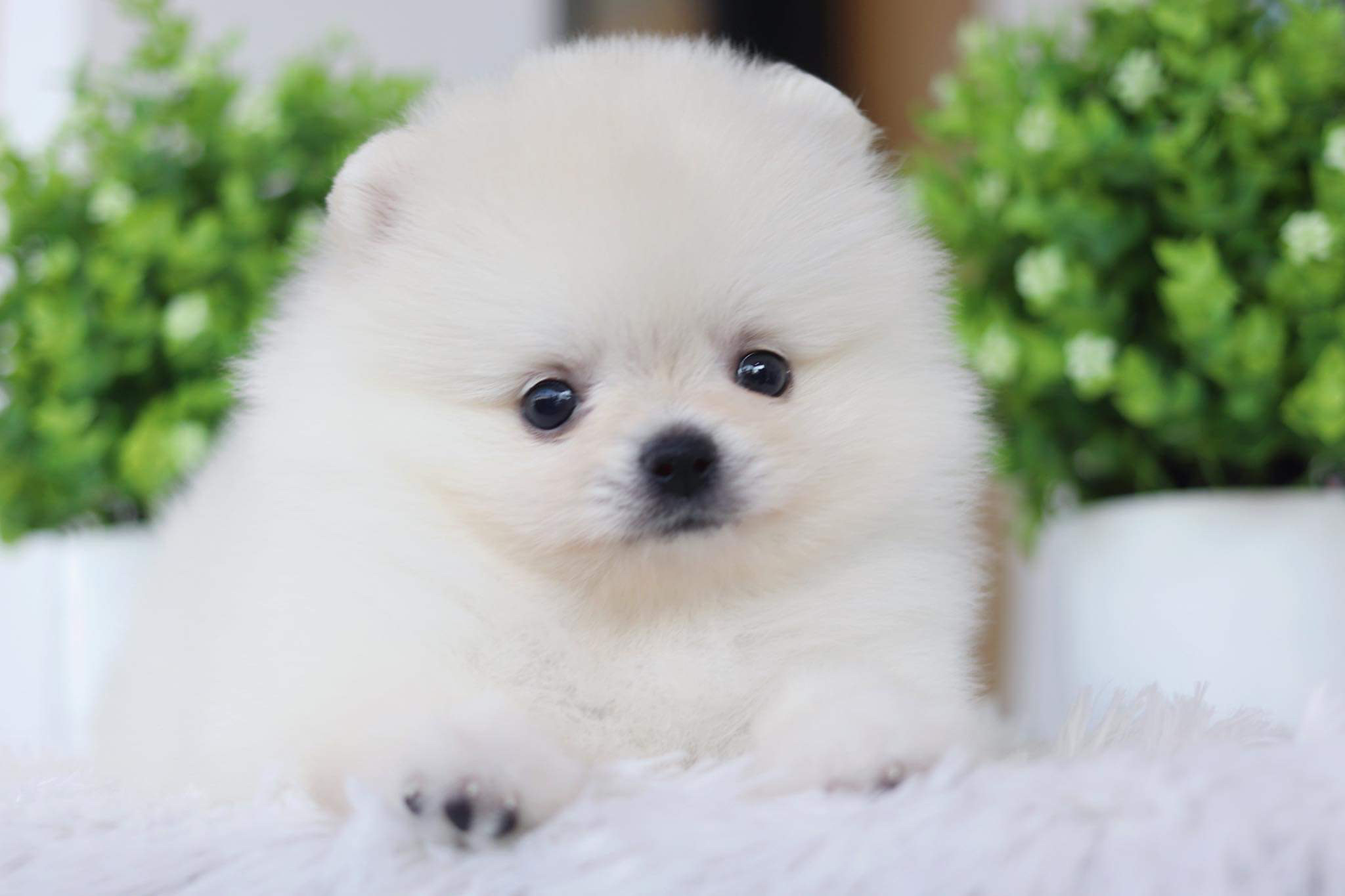 ปอมเมอเรเนียน เพศผู้