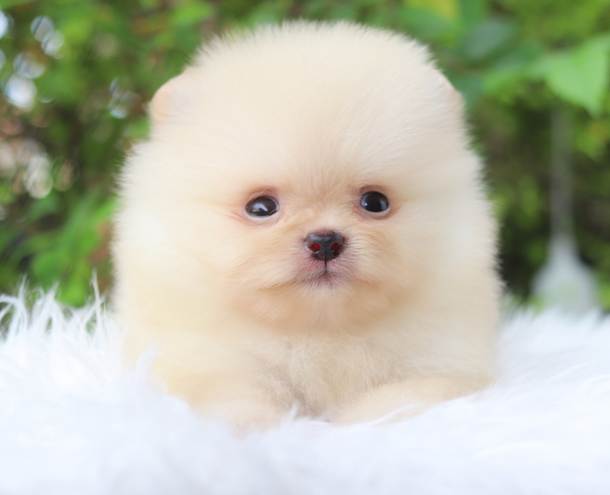 ปอมเมอเรเนียน เพศผู้สีครีม ทีคัพ