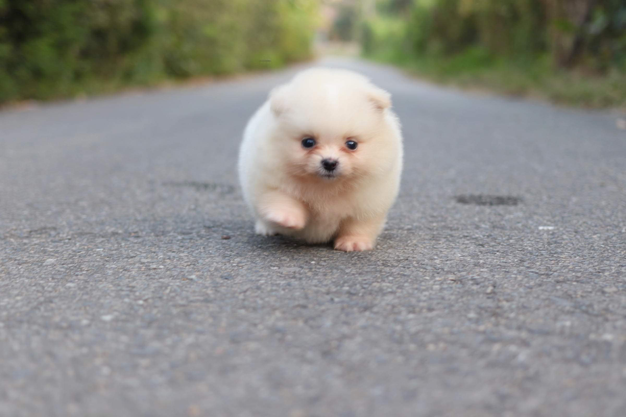 ปอมเมอเรเนียน เพศเมีย